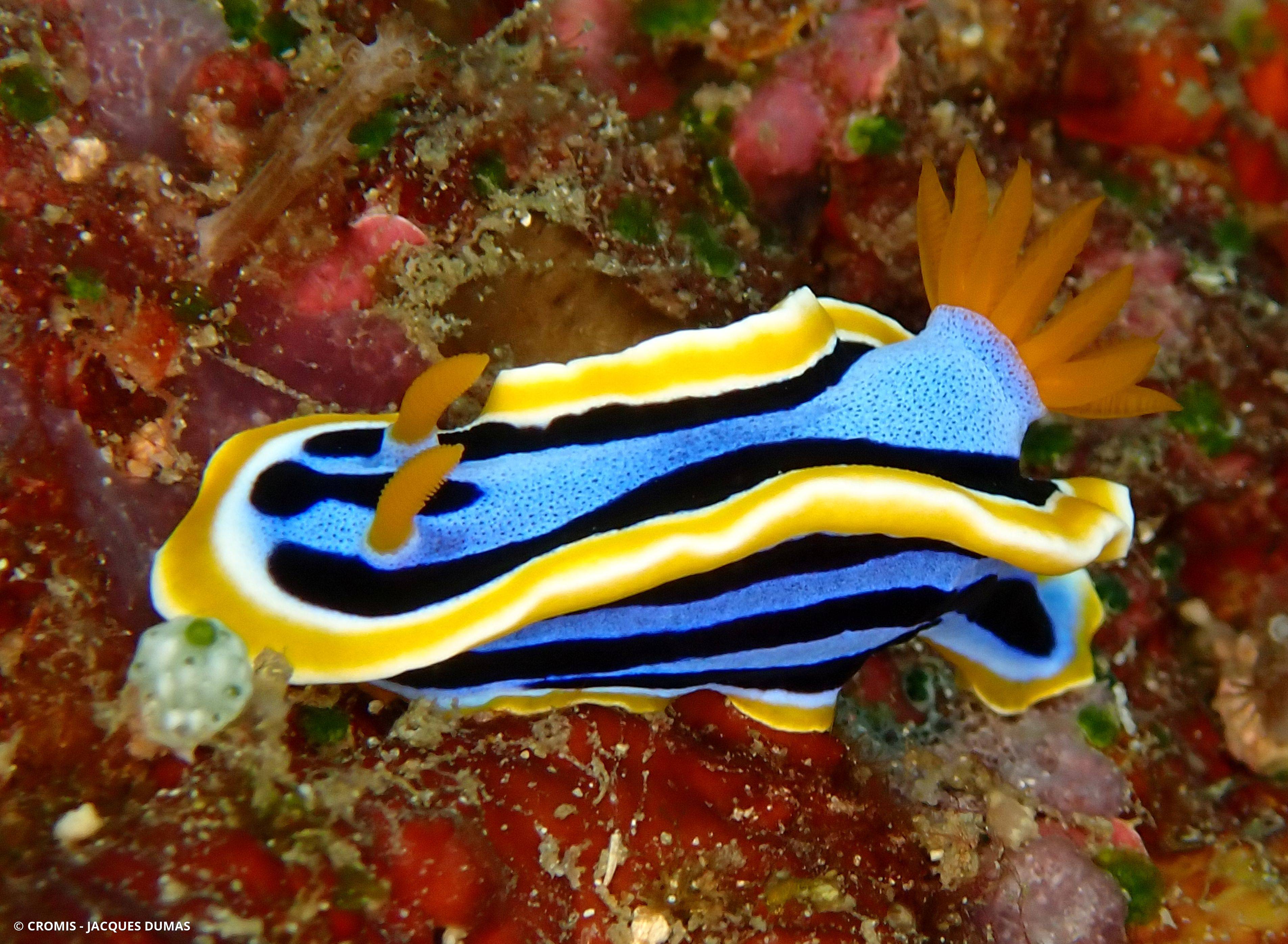Chromodoris d'Anne