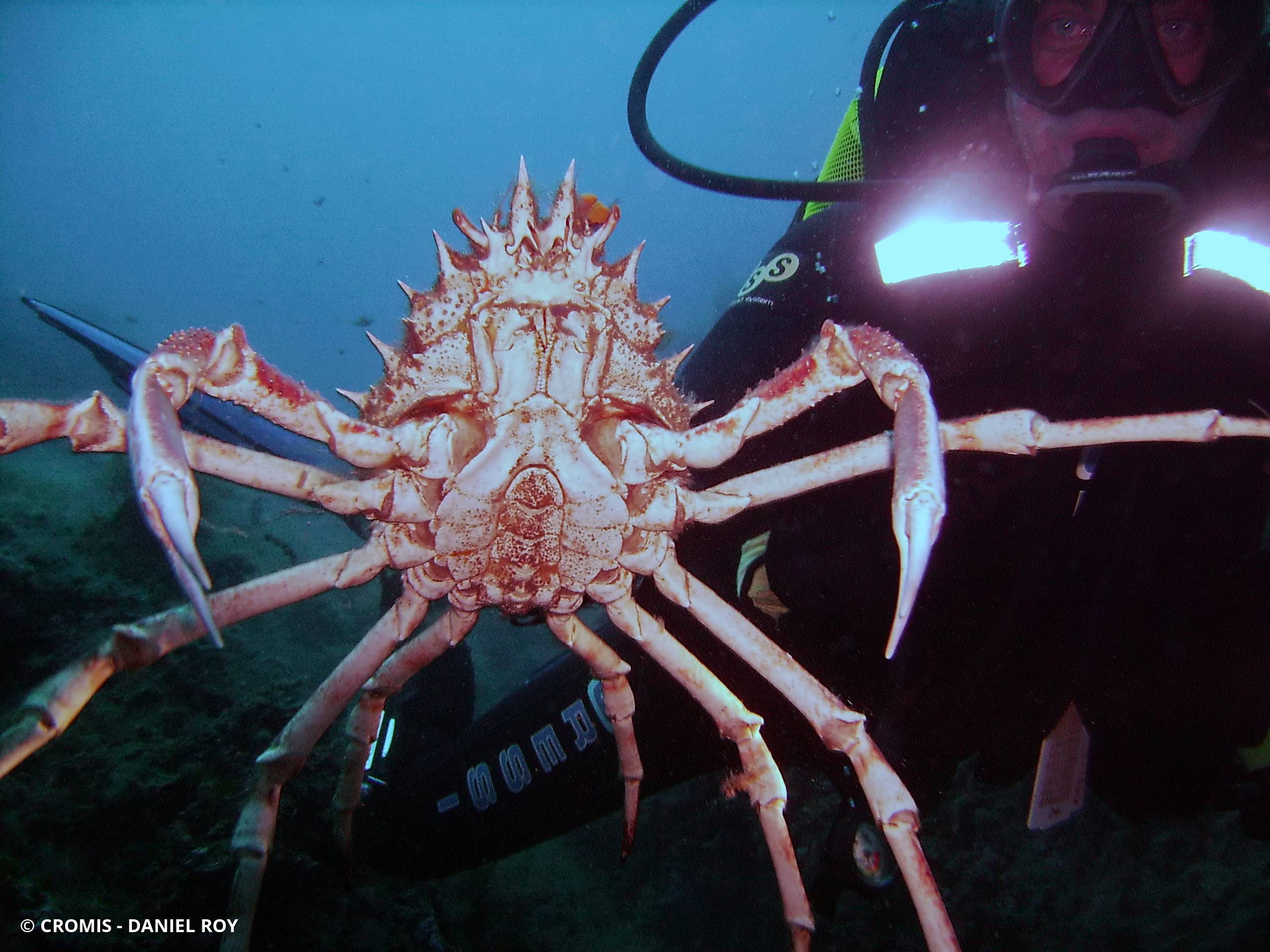 Grande araignée de Méditerranée