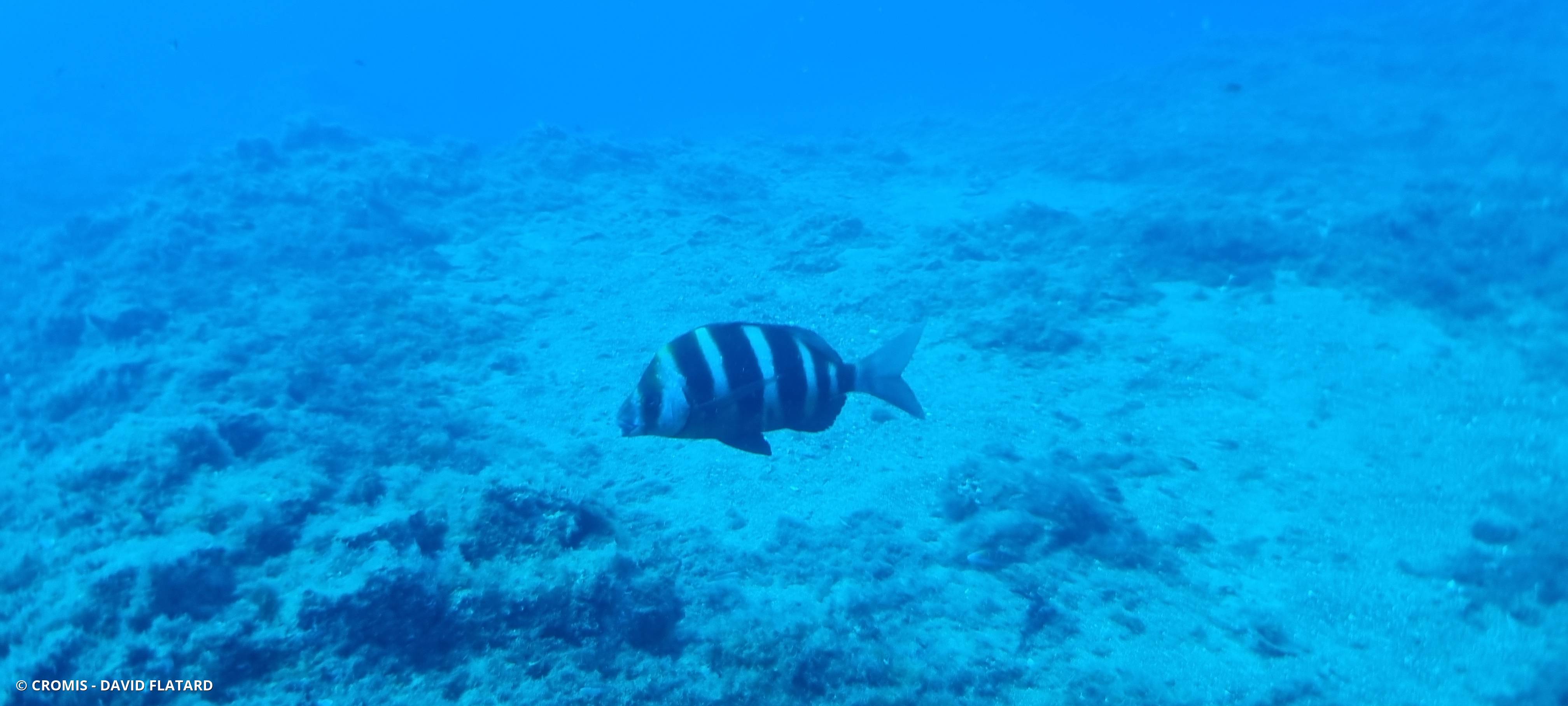 Sar tambour