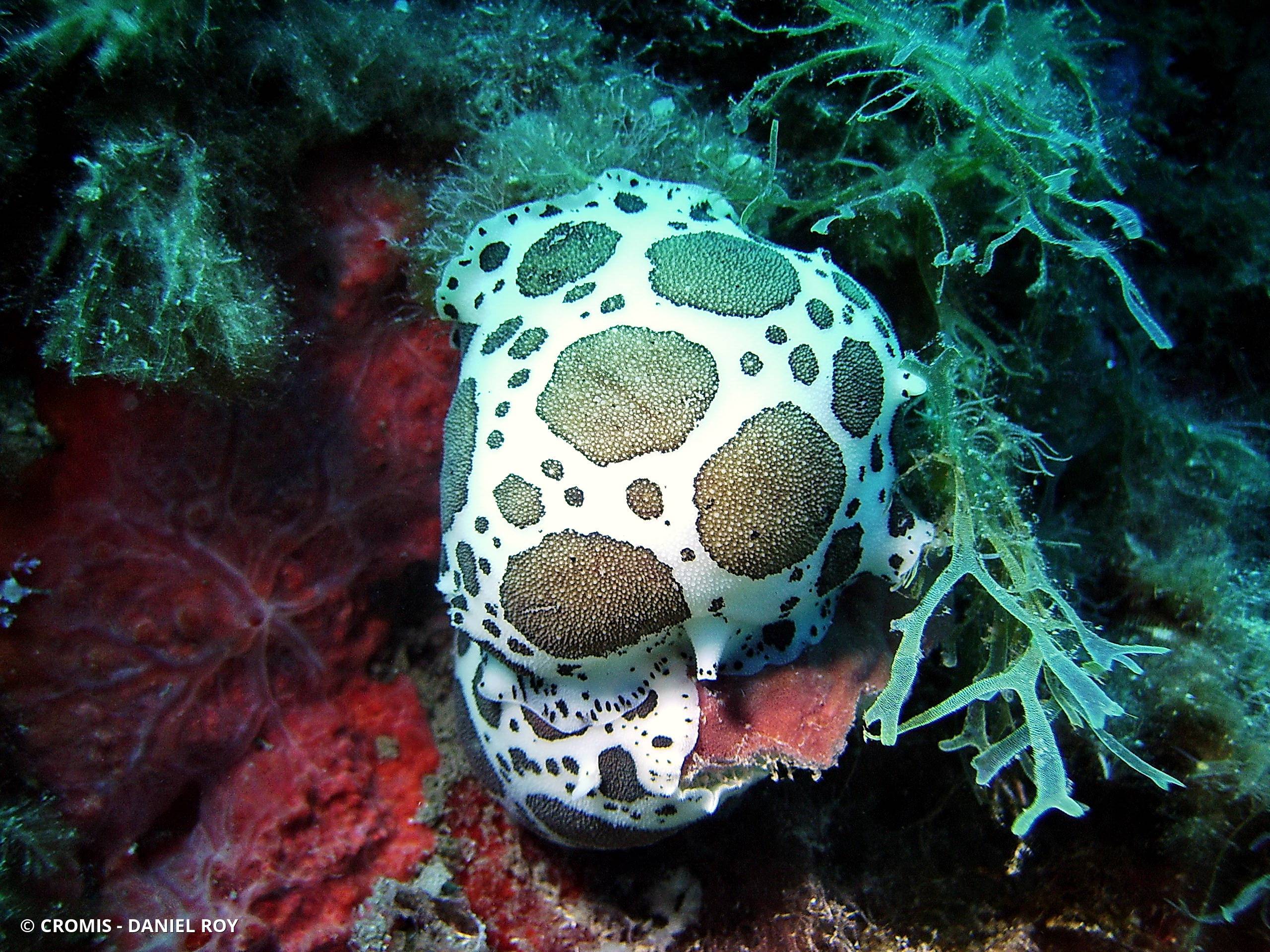 Doris dalmatienne