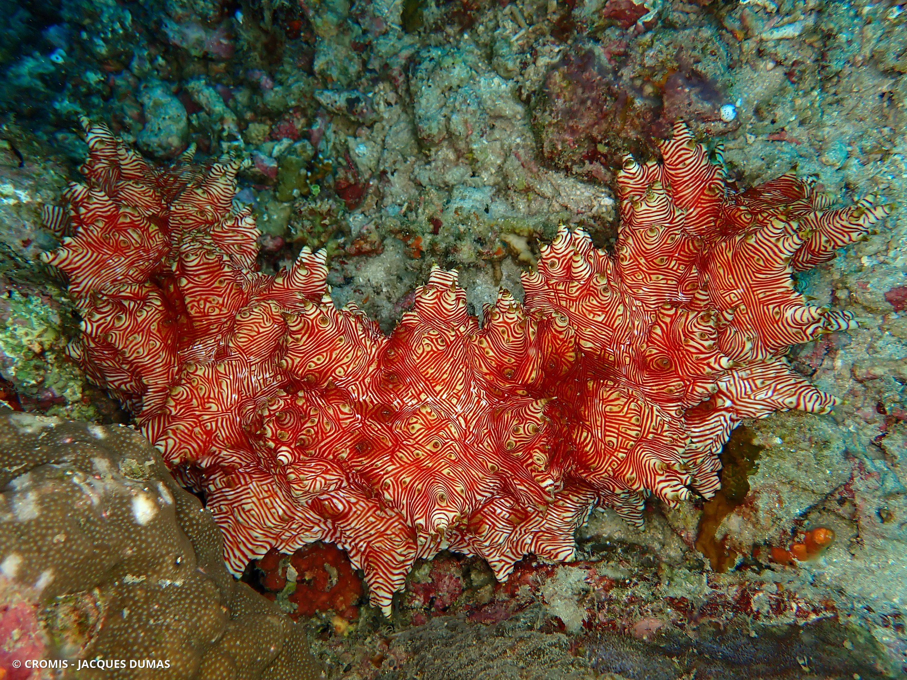 Holothurie à lignes rouges