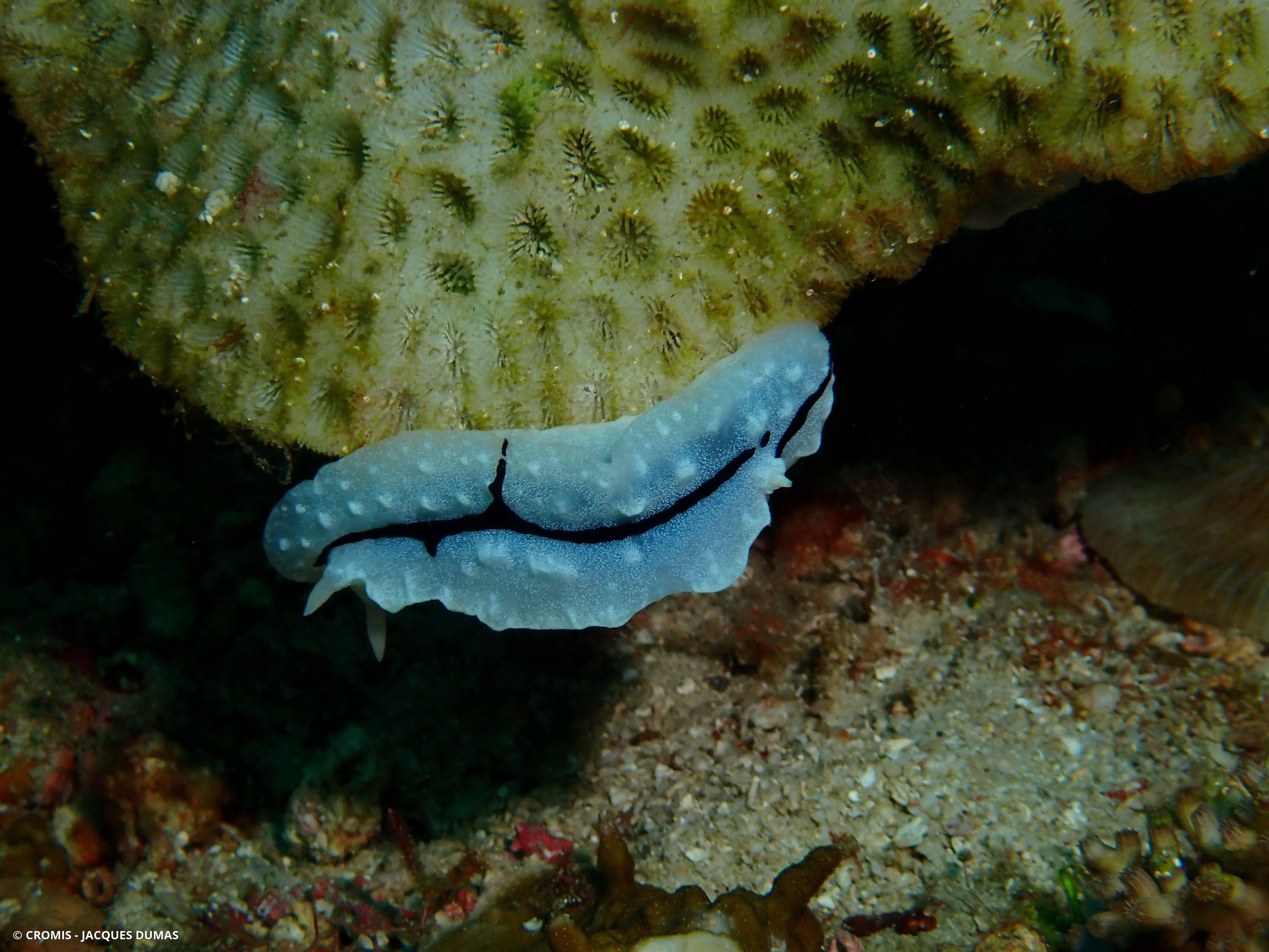Phyllidiopsis de Shireen