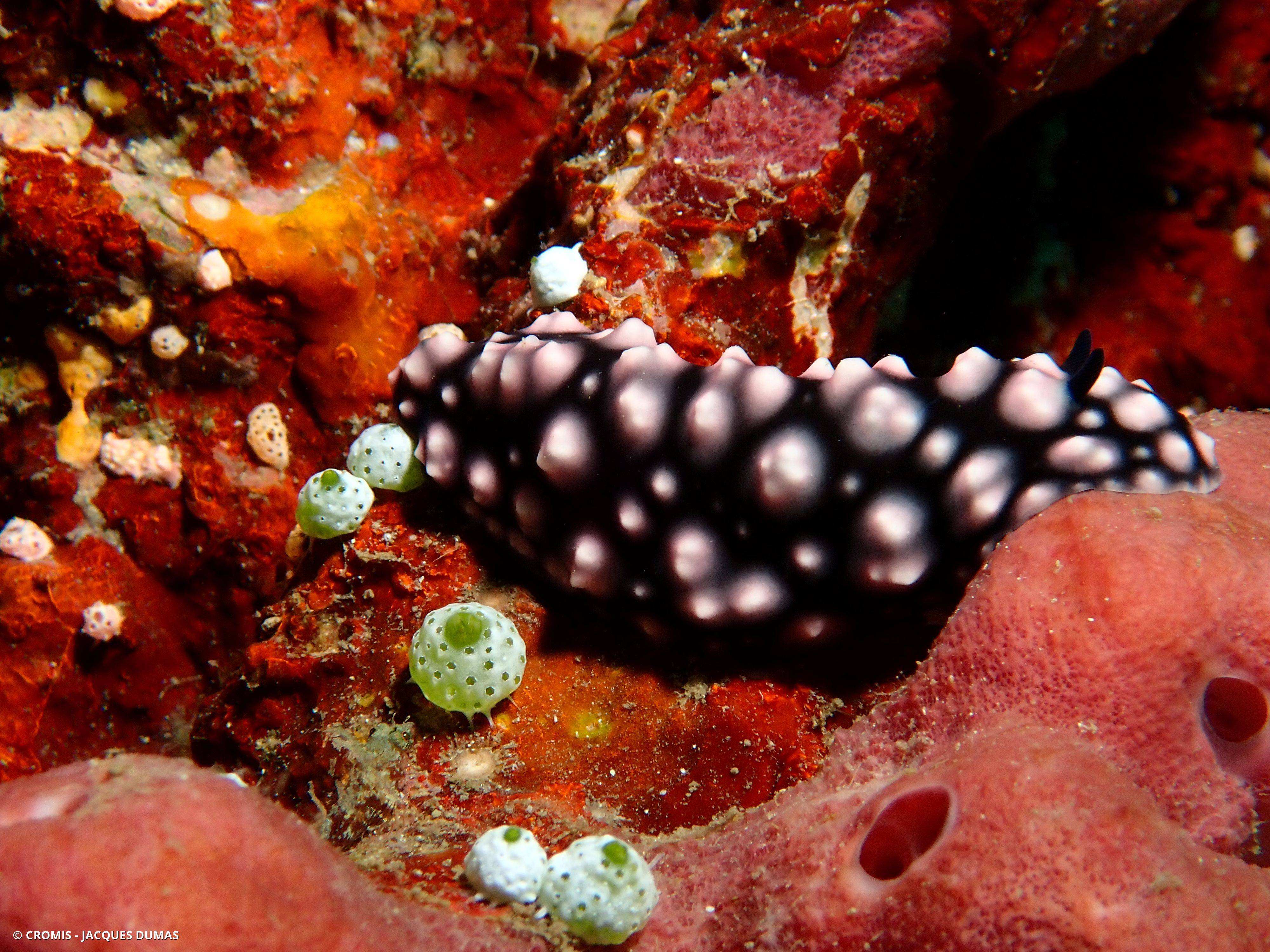 Phyllidie pustuleuse