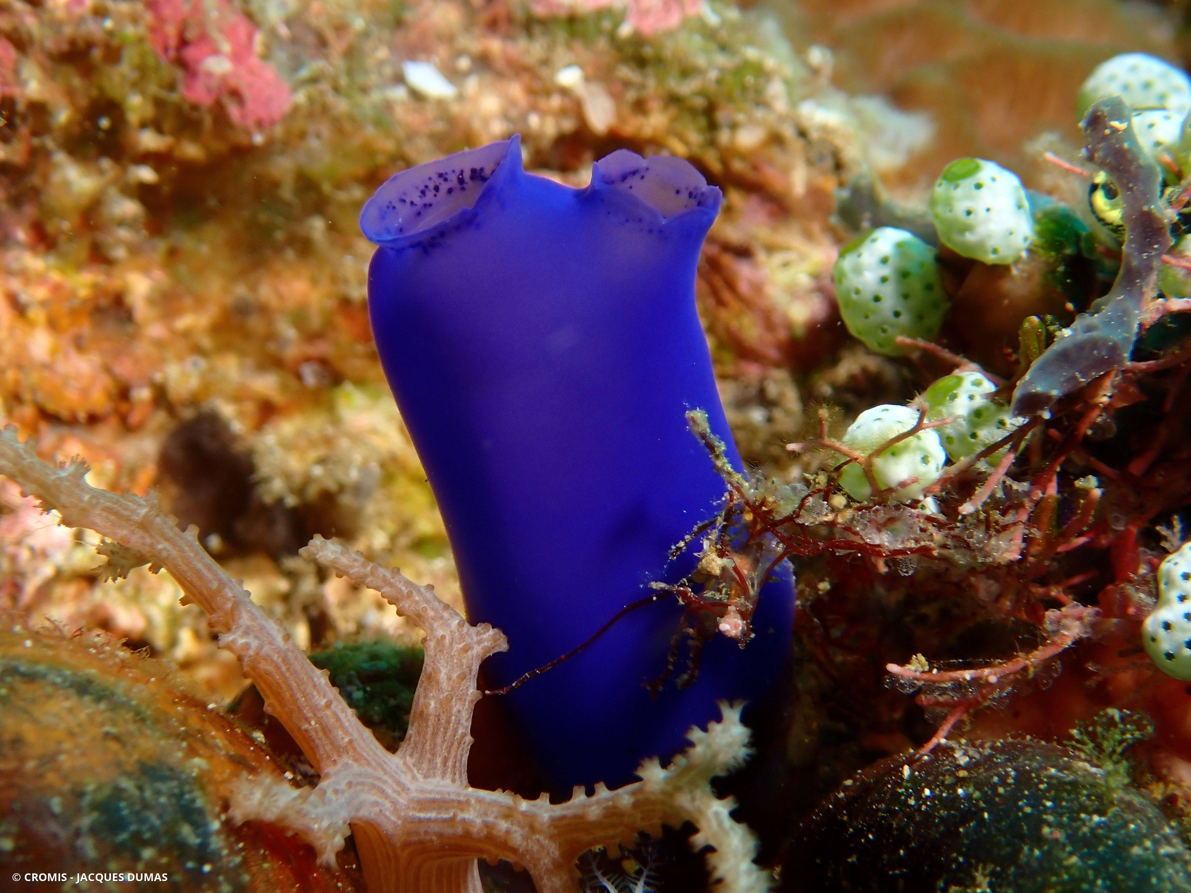 Ascidie translucide