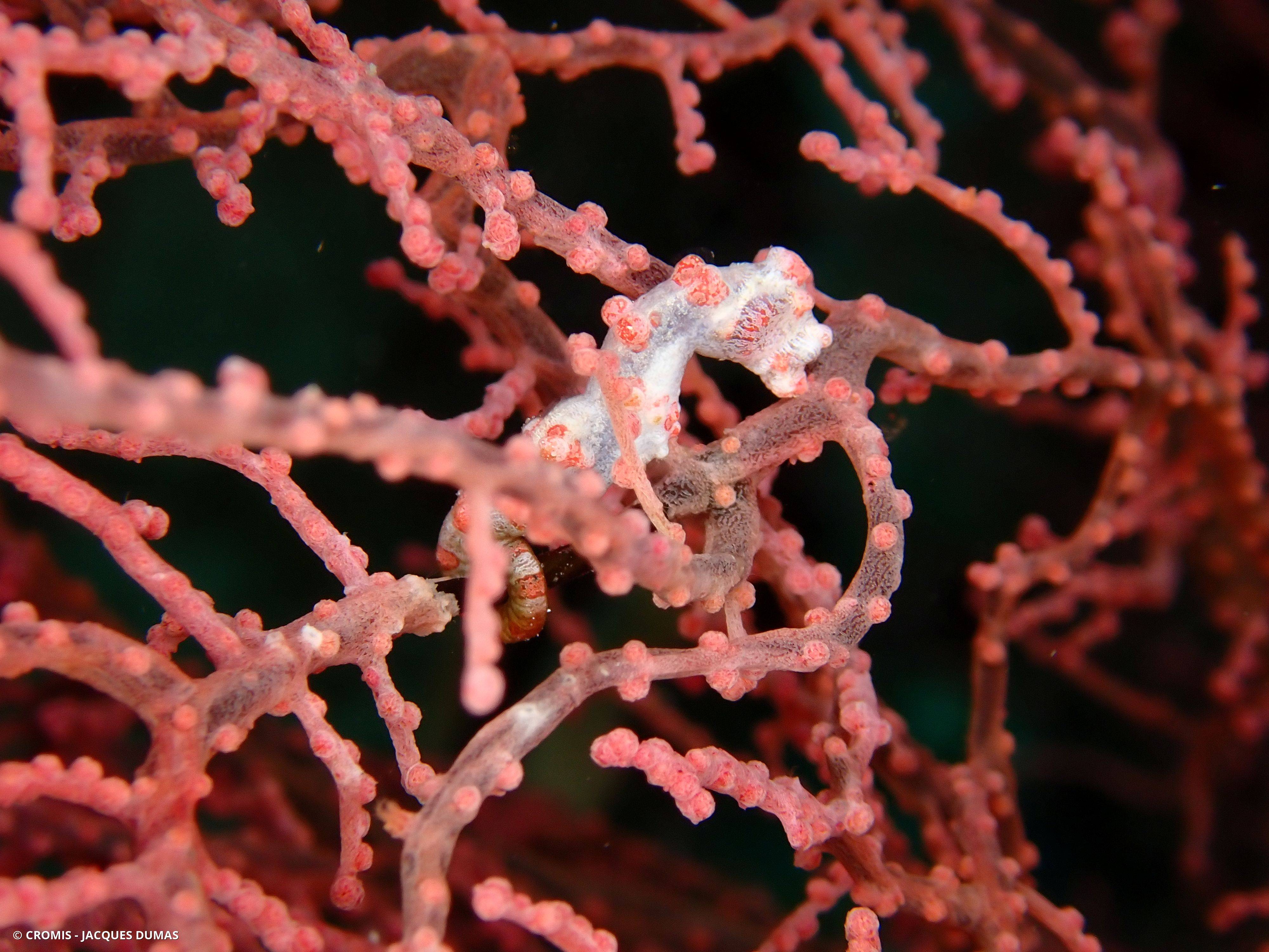 Hippocampe pygmée rose