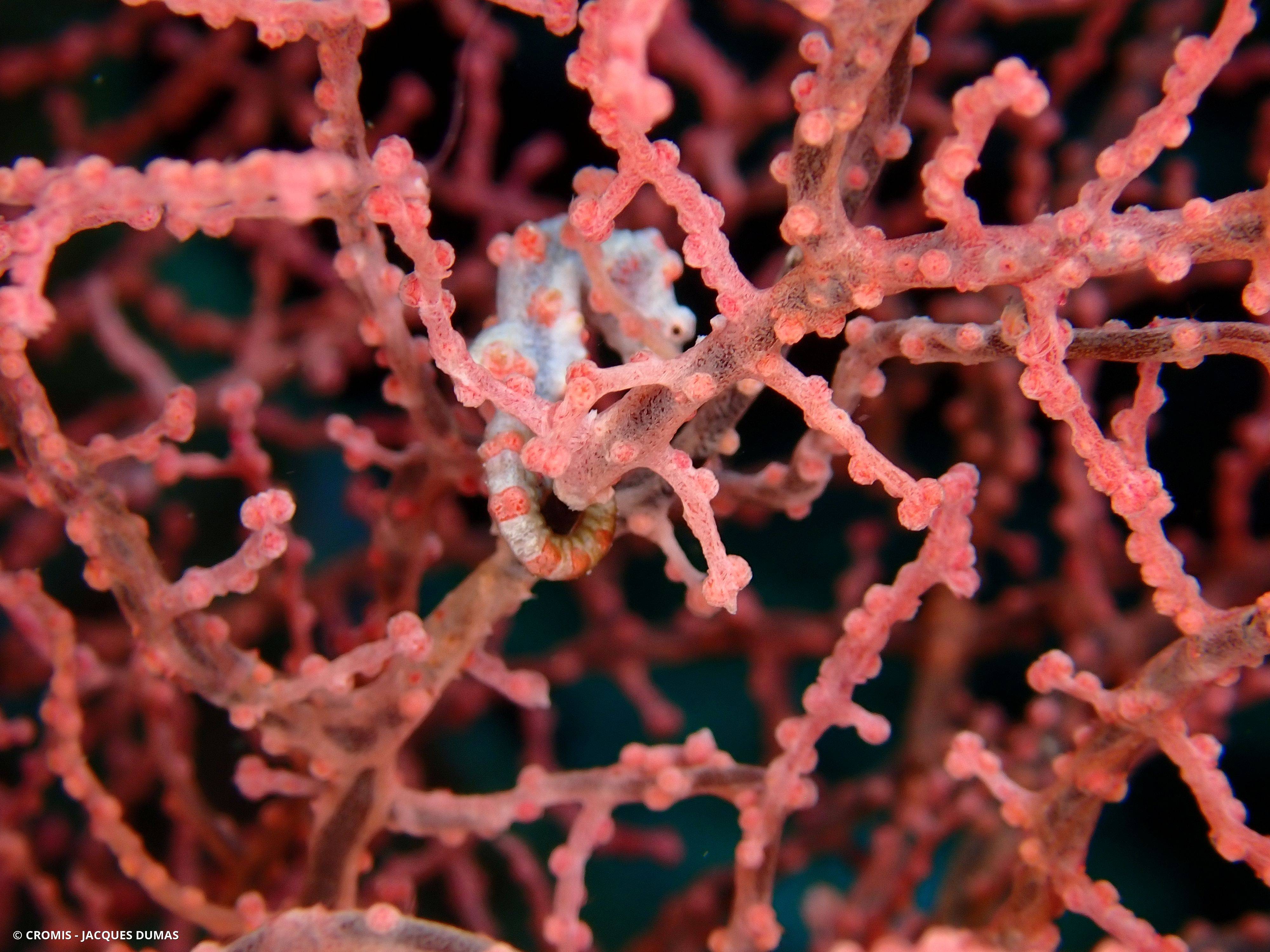 Hippocampe pygmée rose