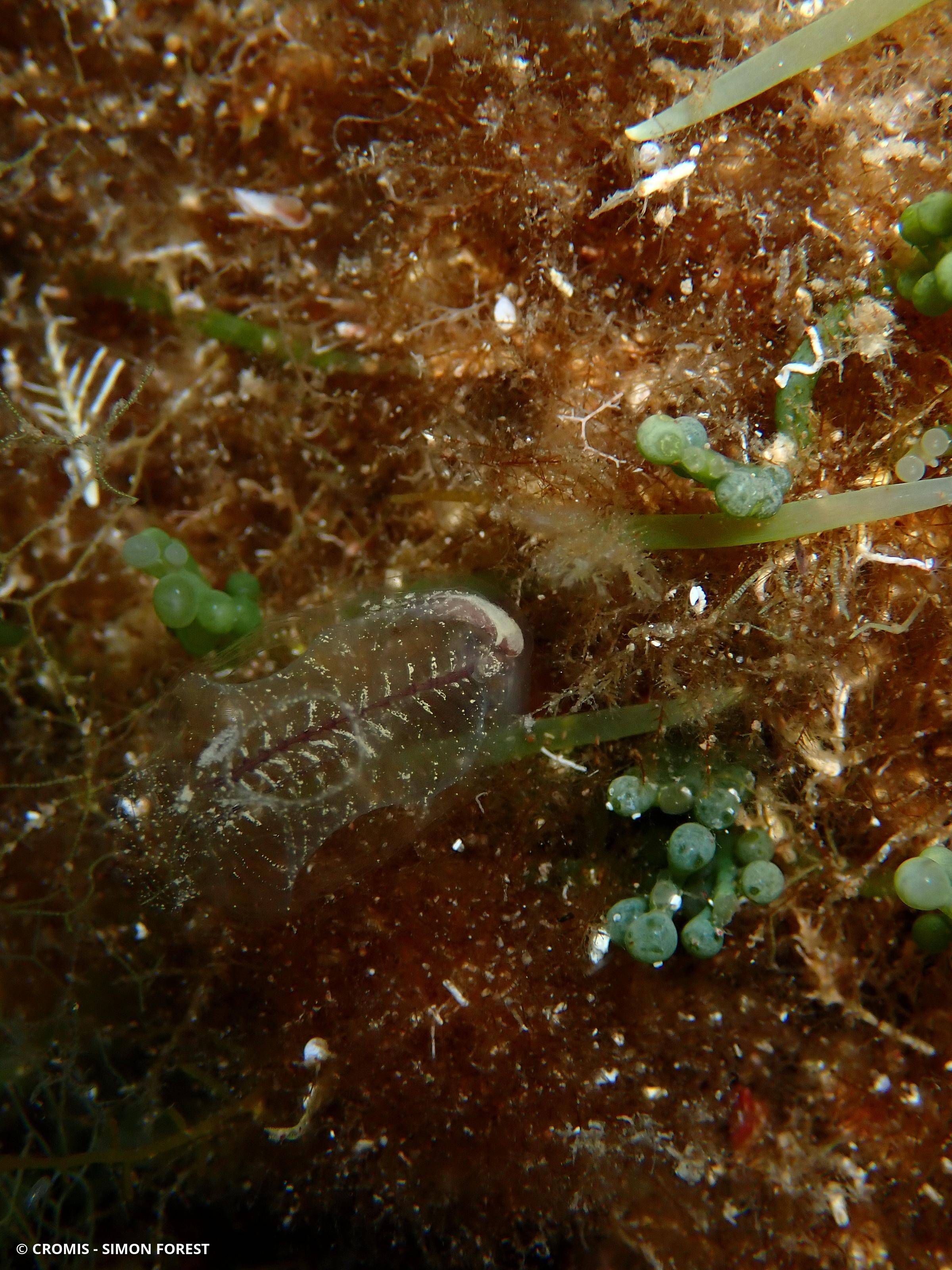 Claveline bleutée de Méditerranée