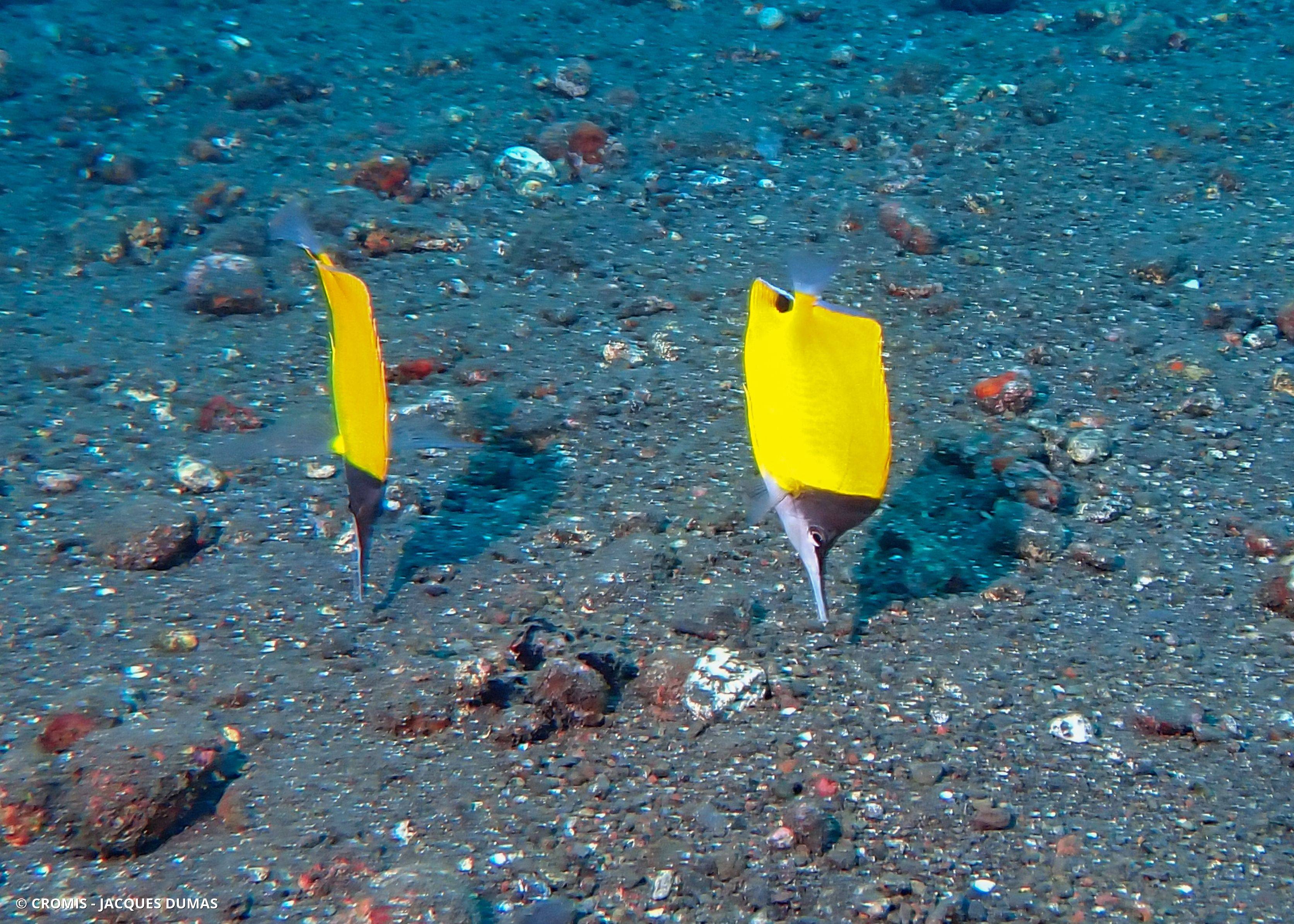 Poisson-pincette jaune