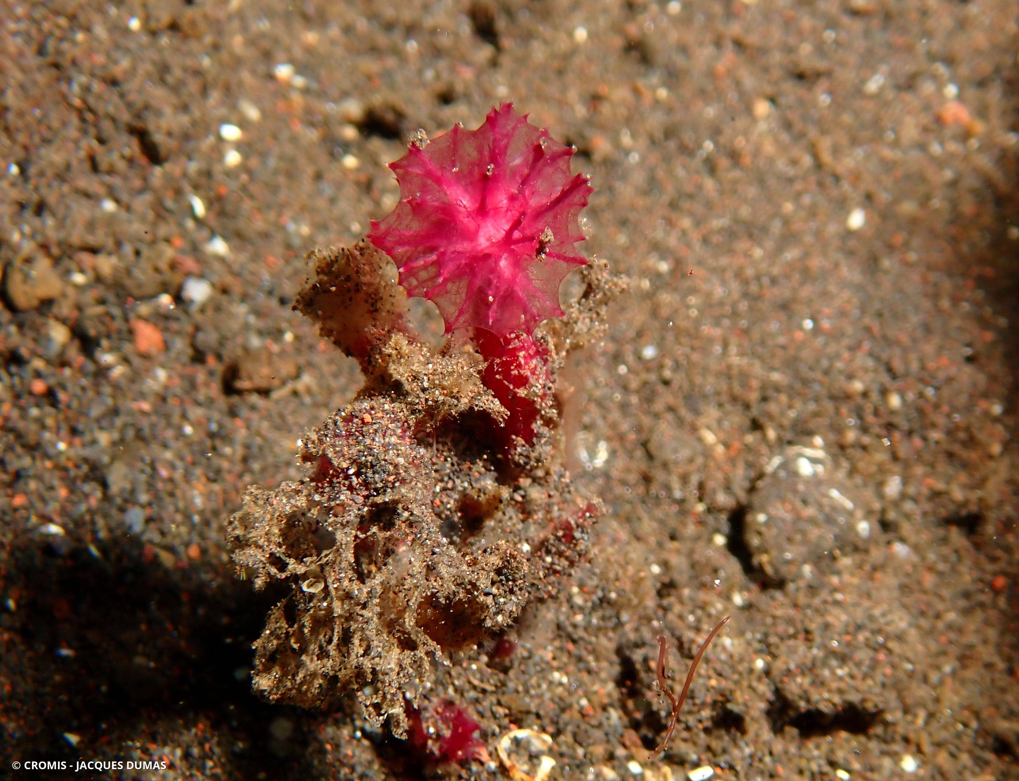 Eponge pompon