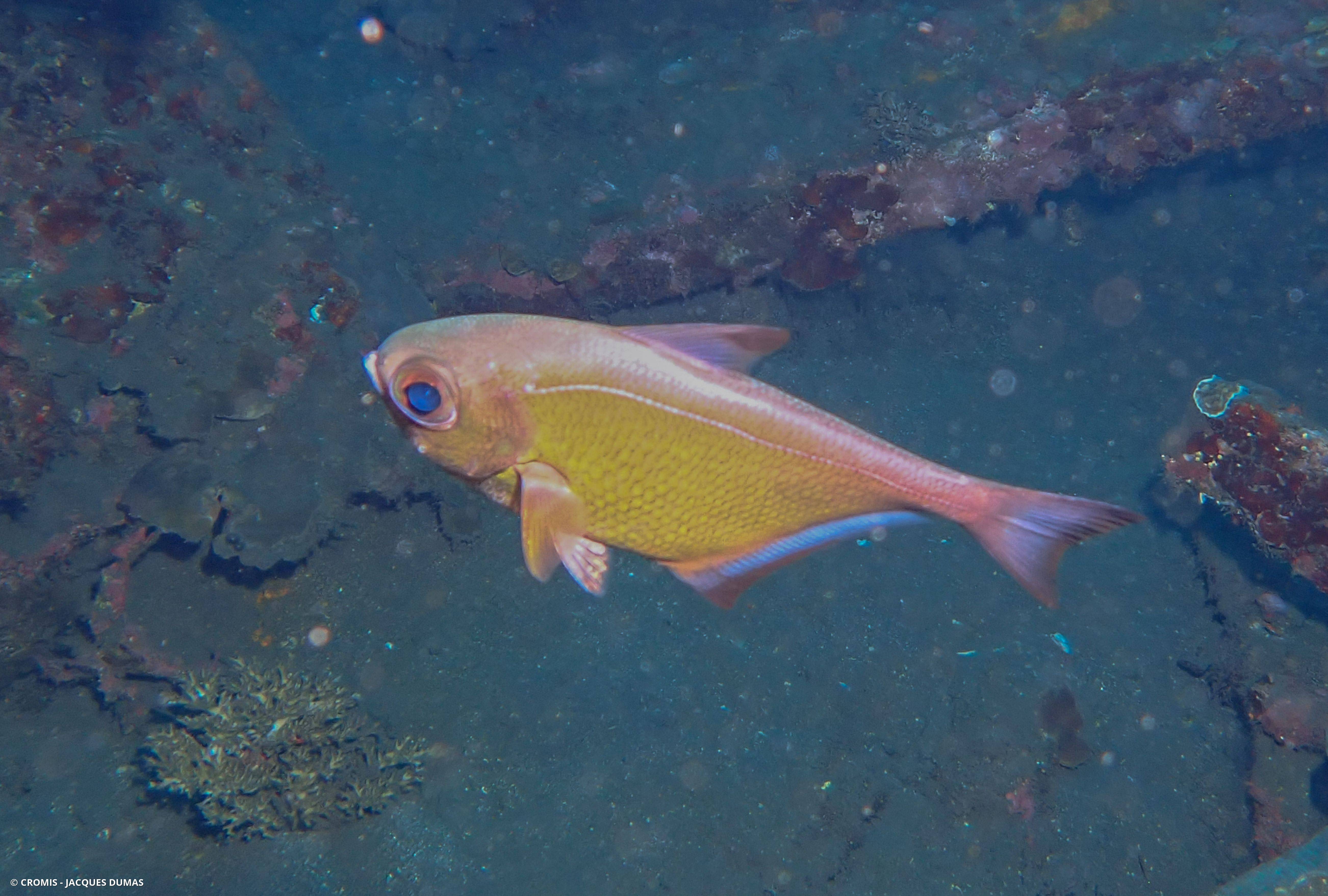 Poisson-hachette argenté