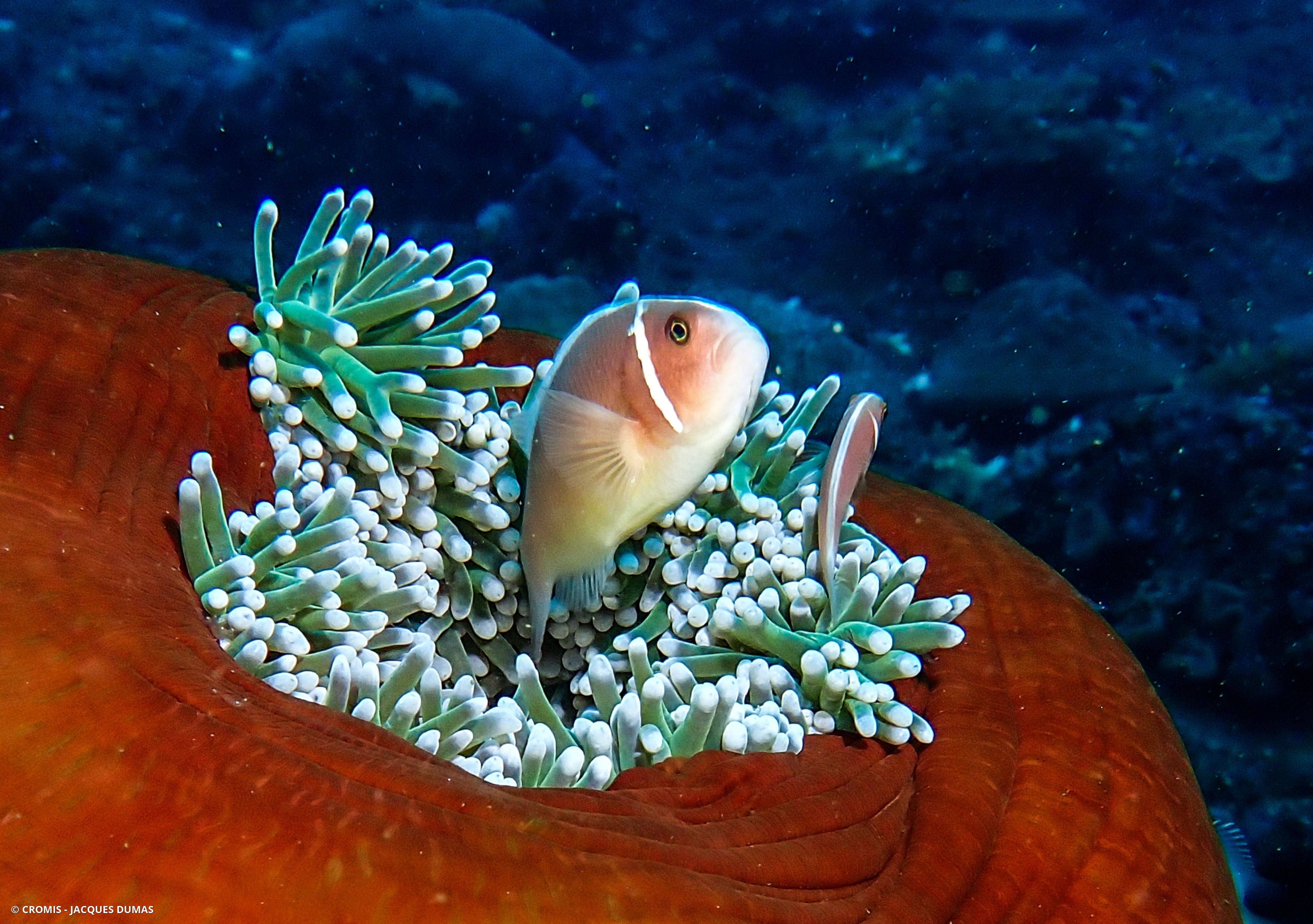 Poisson-clown rose