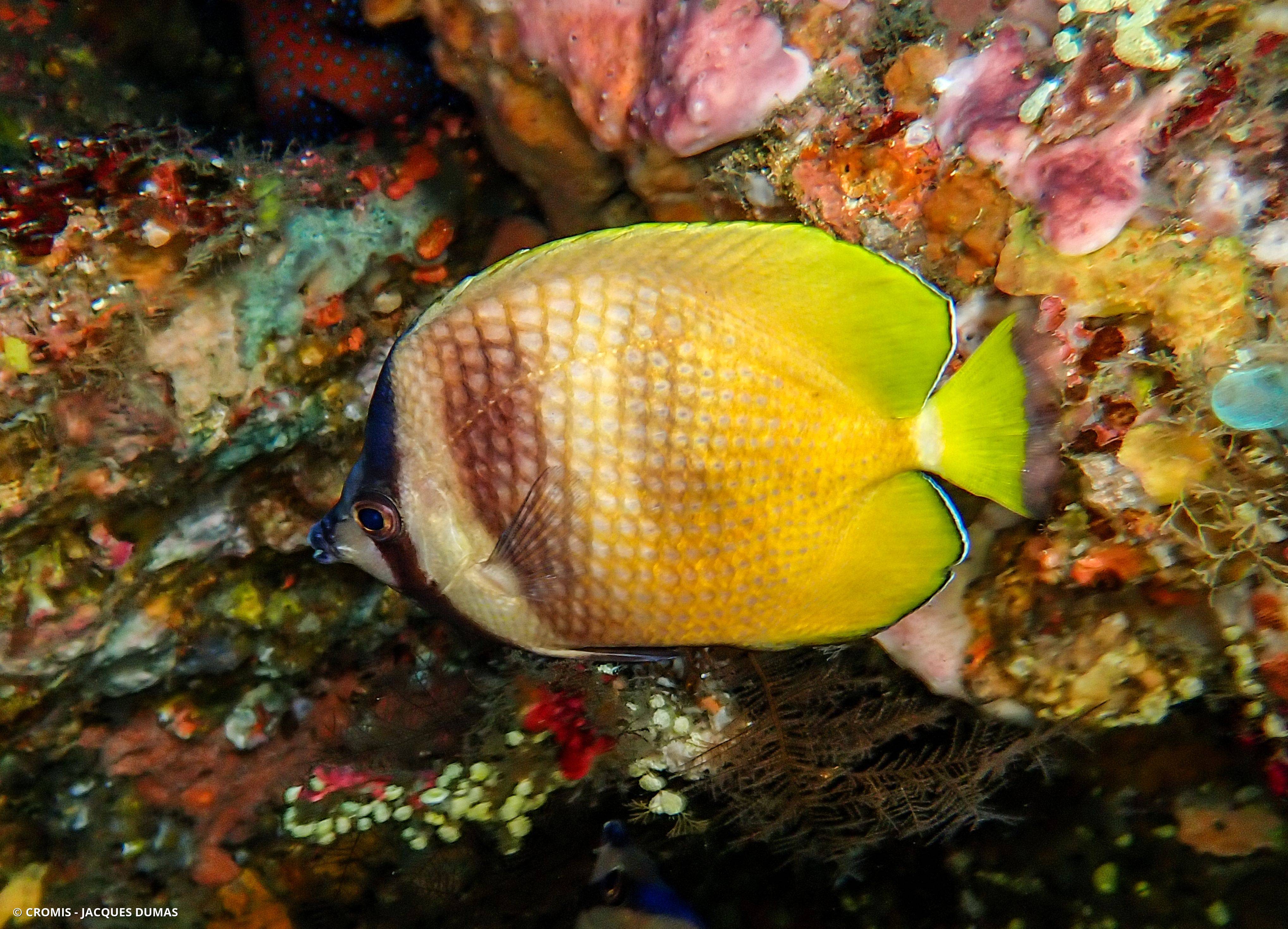 Poisson-papillon de Klein