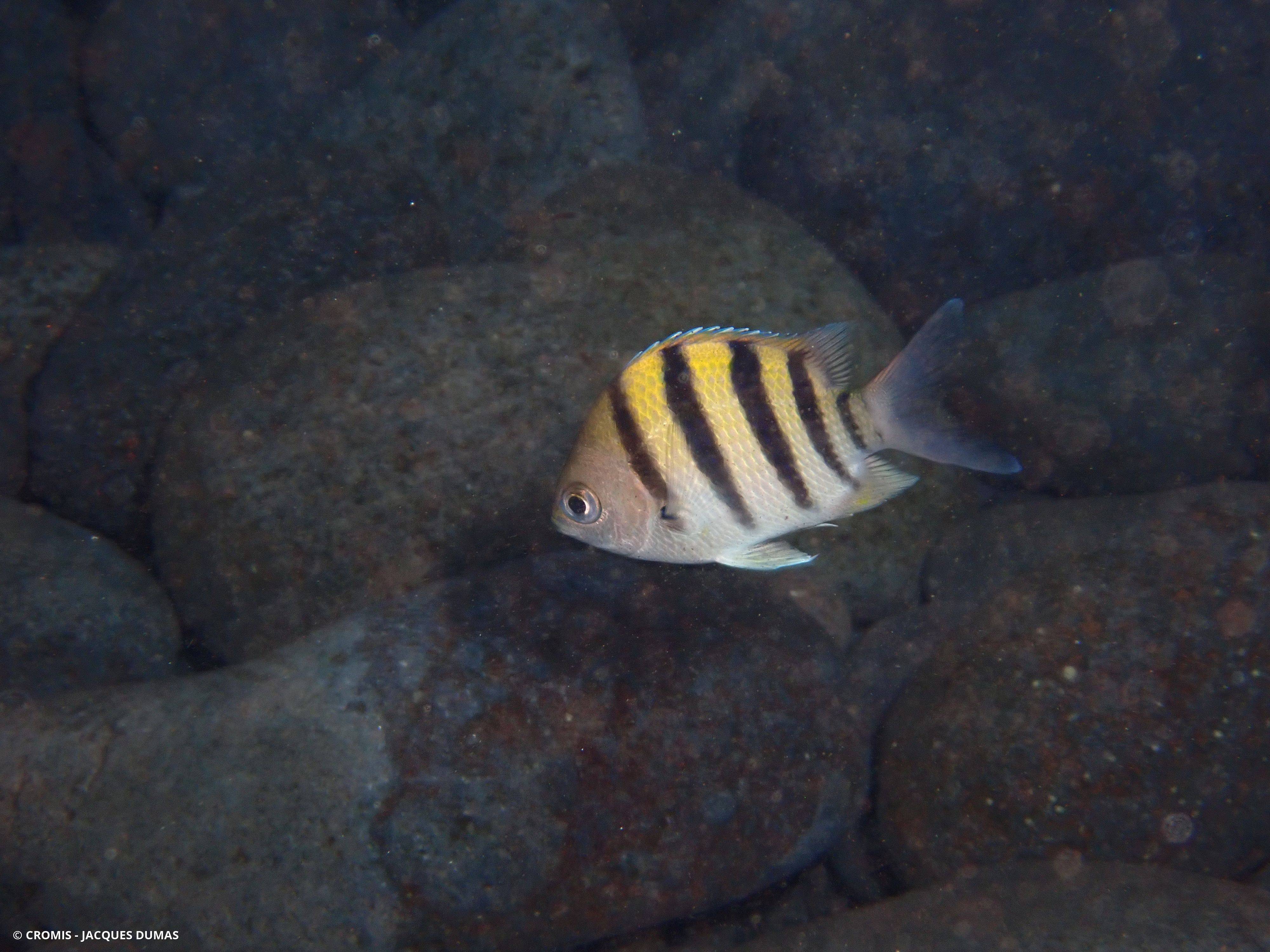 Poisson-bagnard