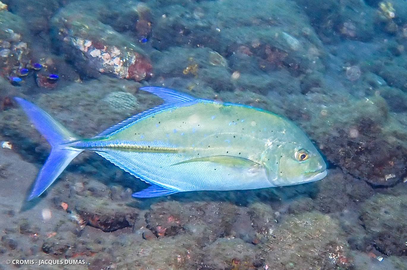 Carangue bleue