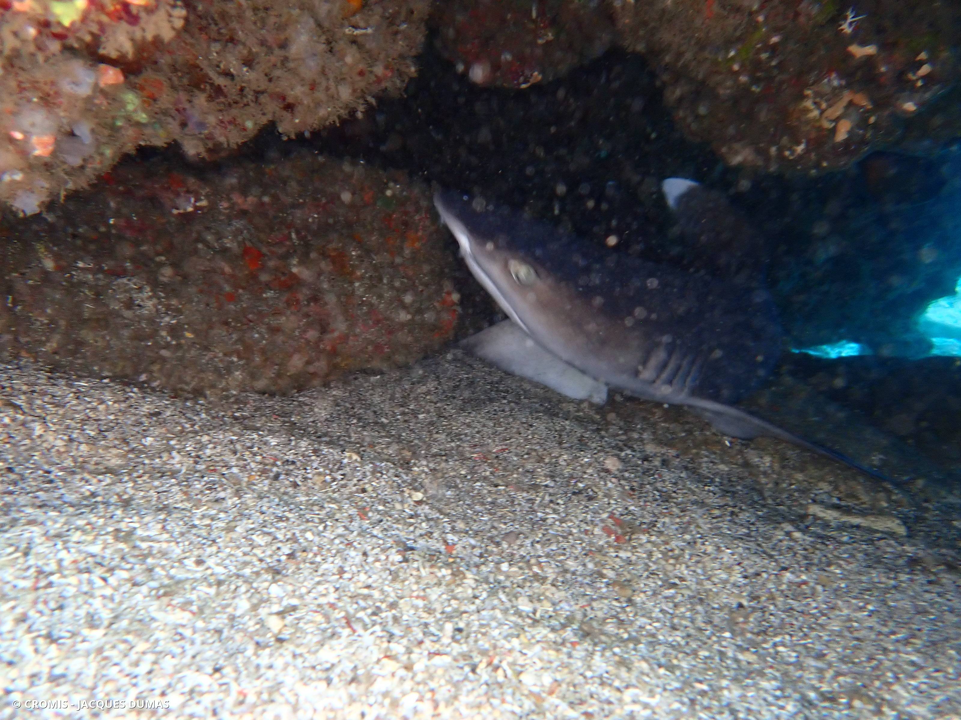 Requin corail