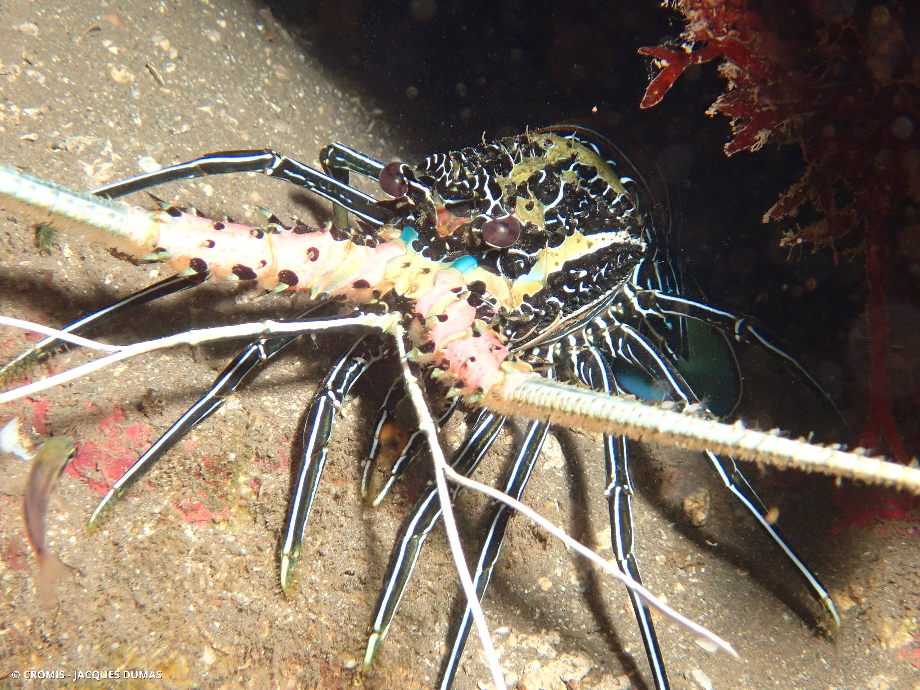 Langouste peinte