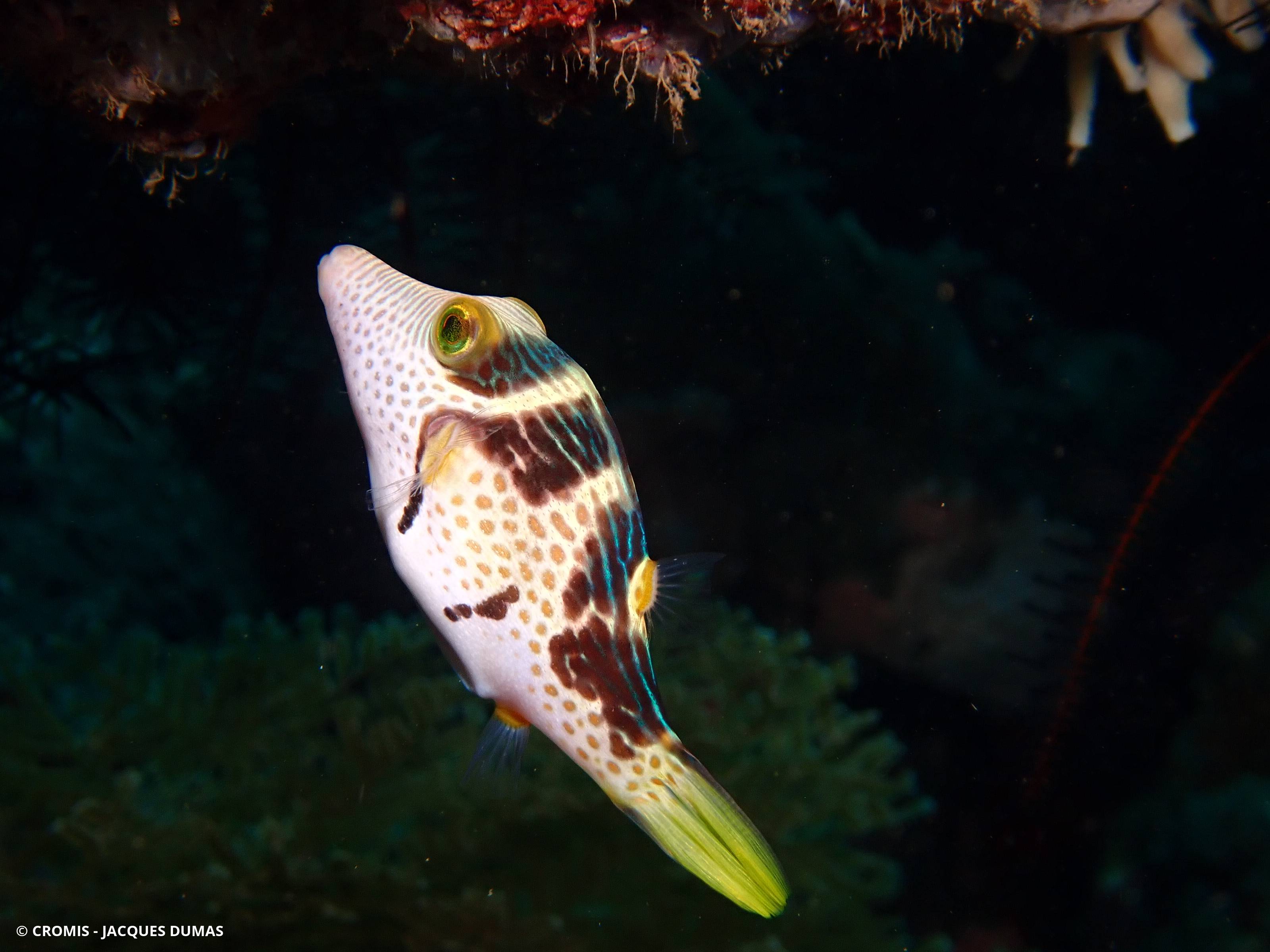 Canthigaster à selle noire