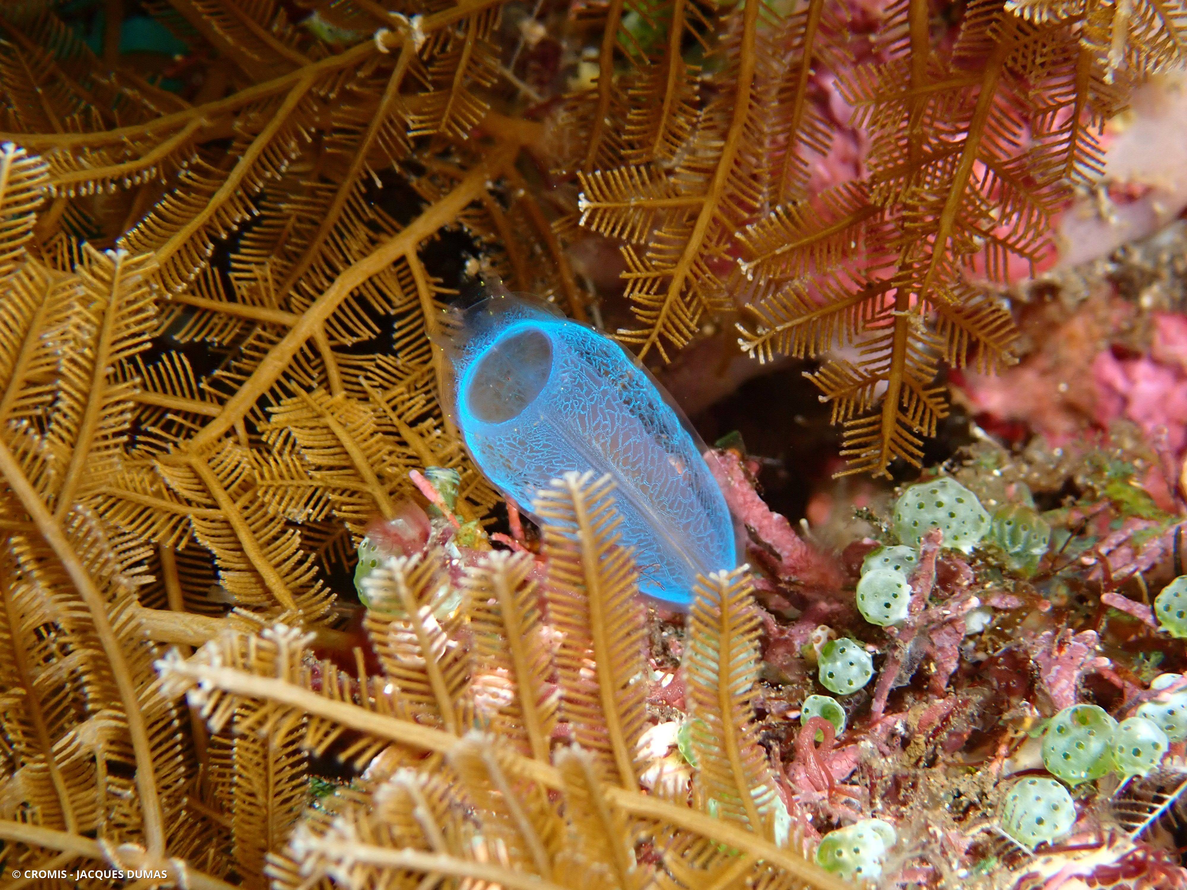 Ascidie translucide