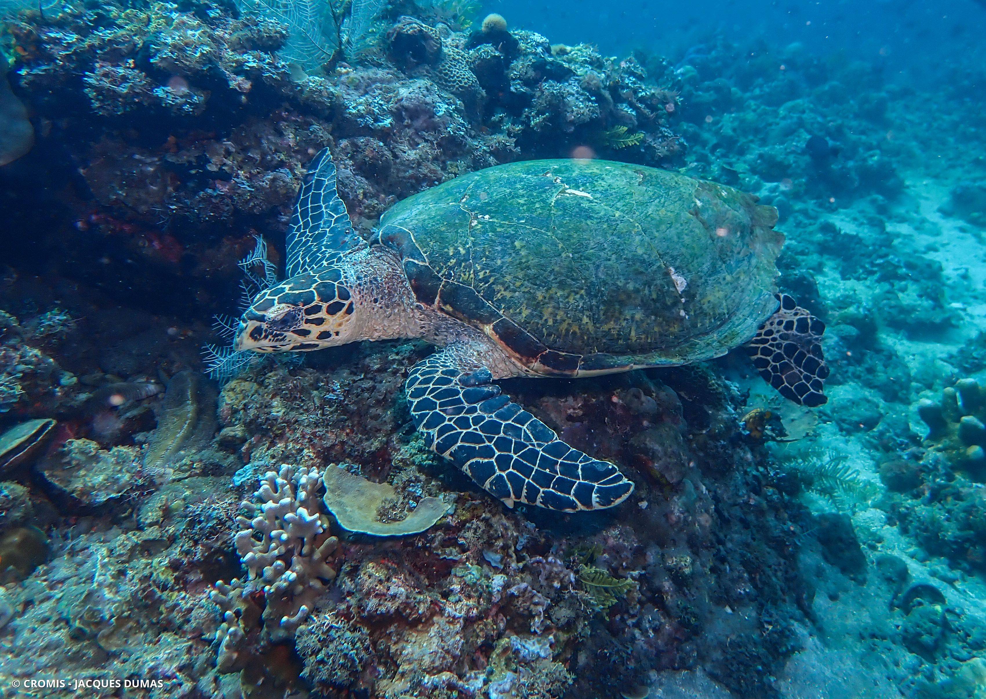 Tortue imbriquée