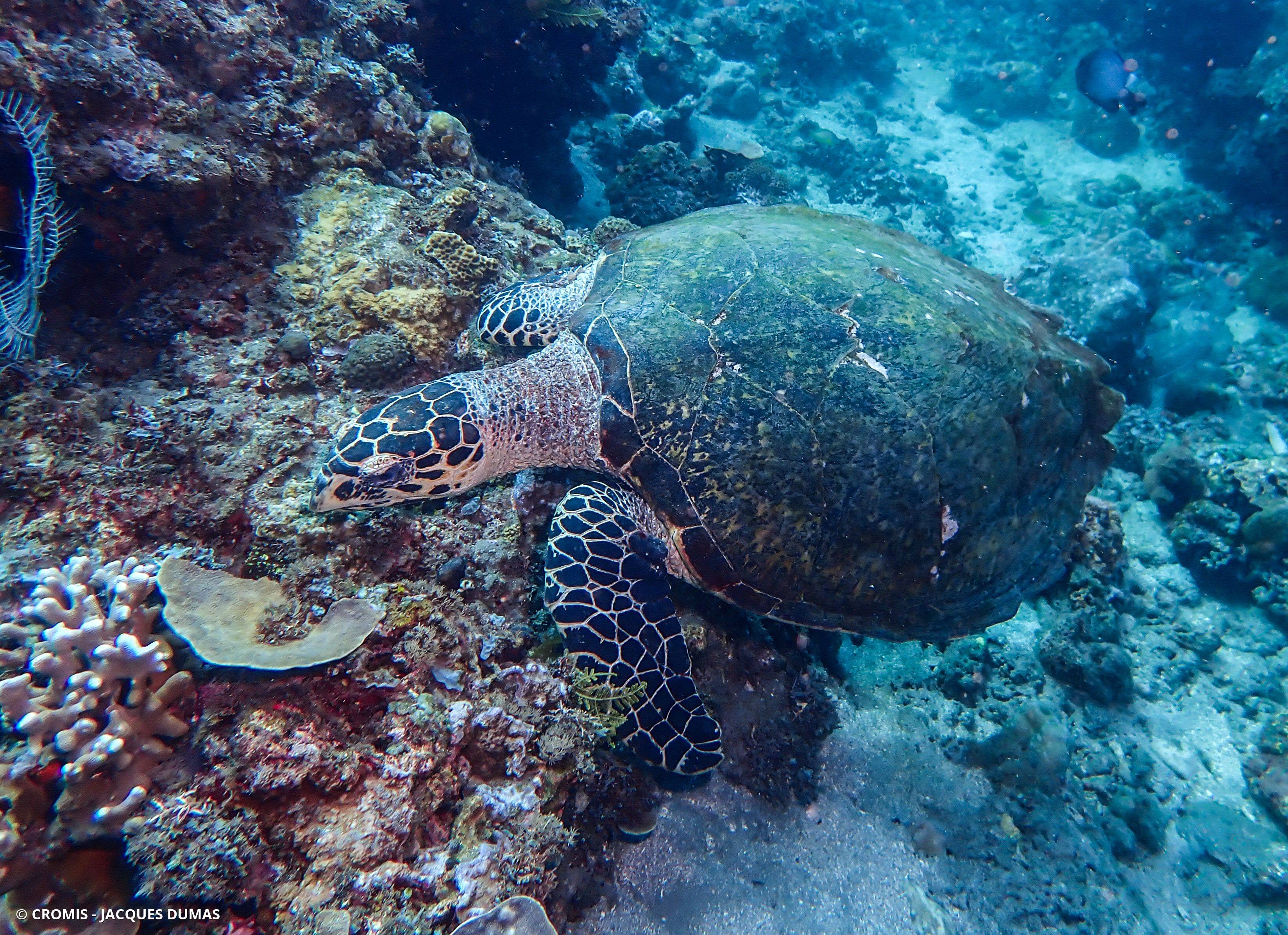 Tortue imbriquée