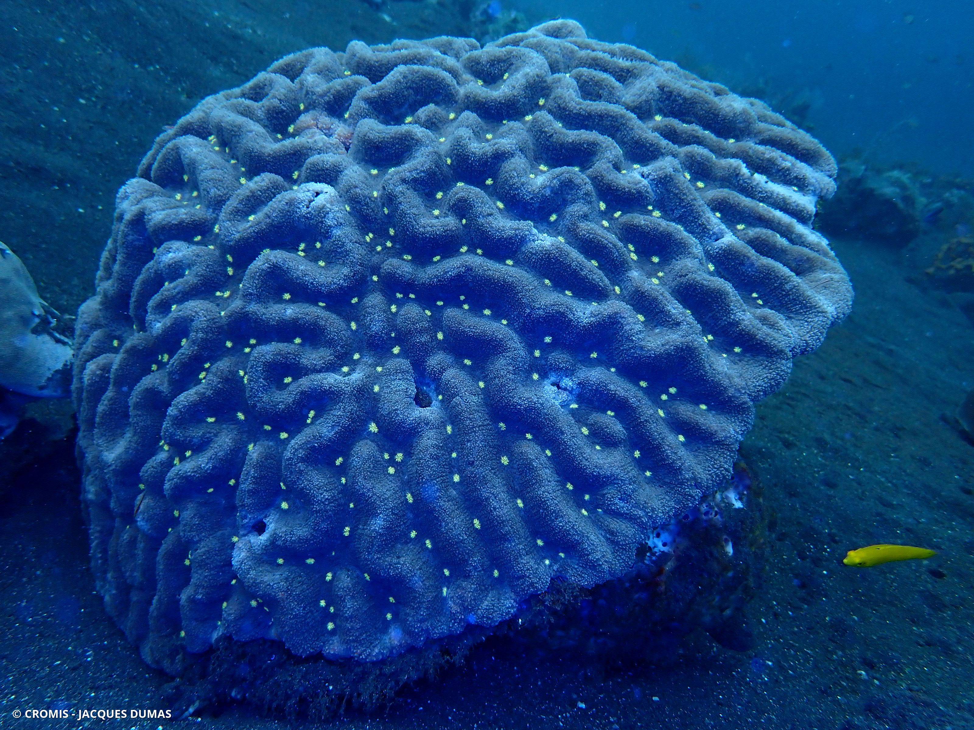 Lobophyllia agaricia