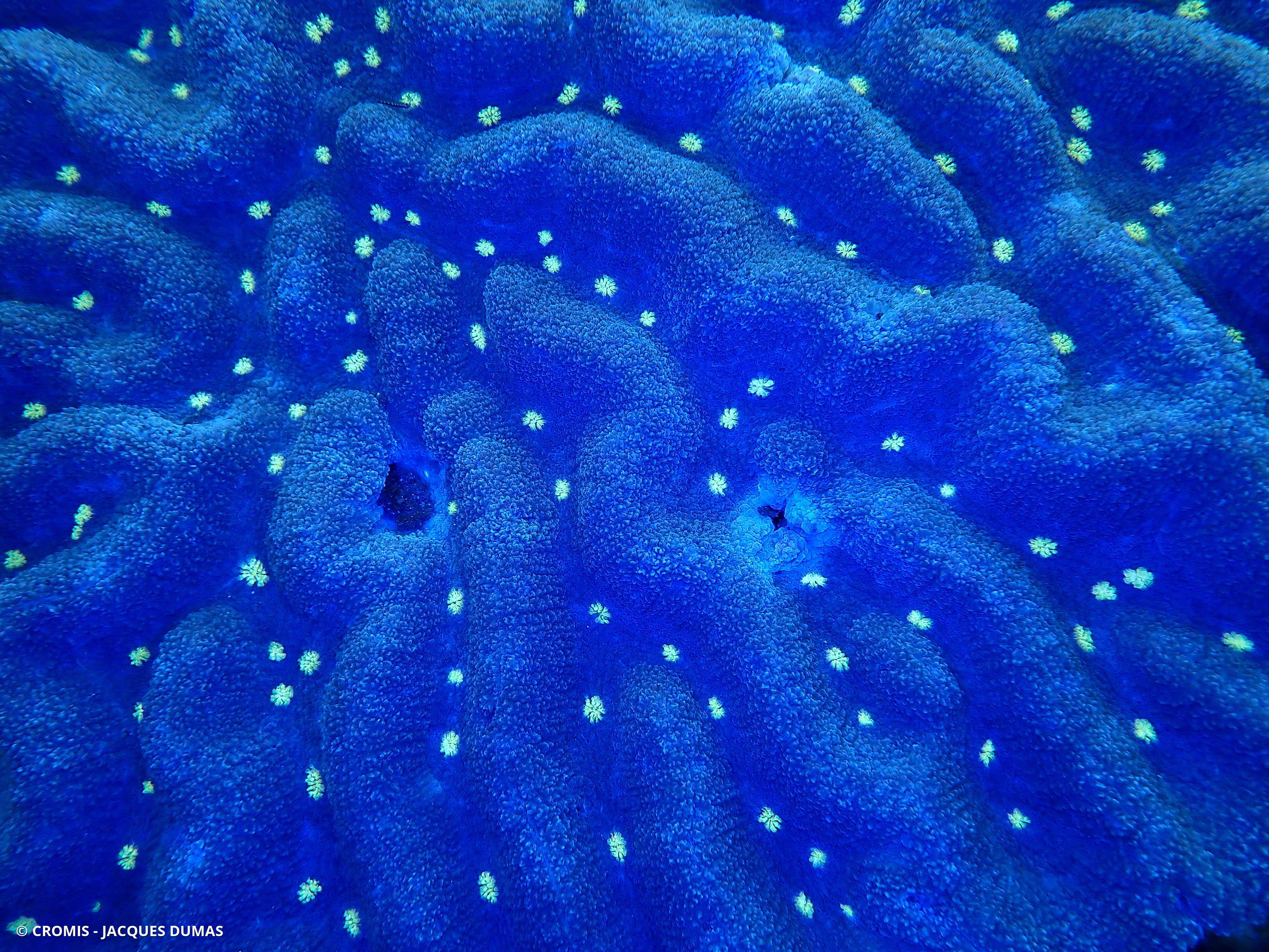 Lobophyllia agaricia