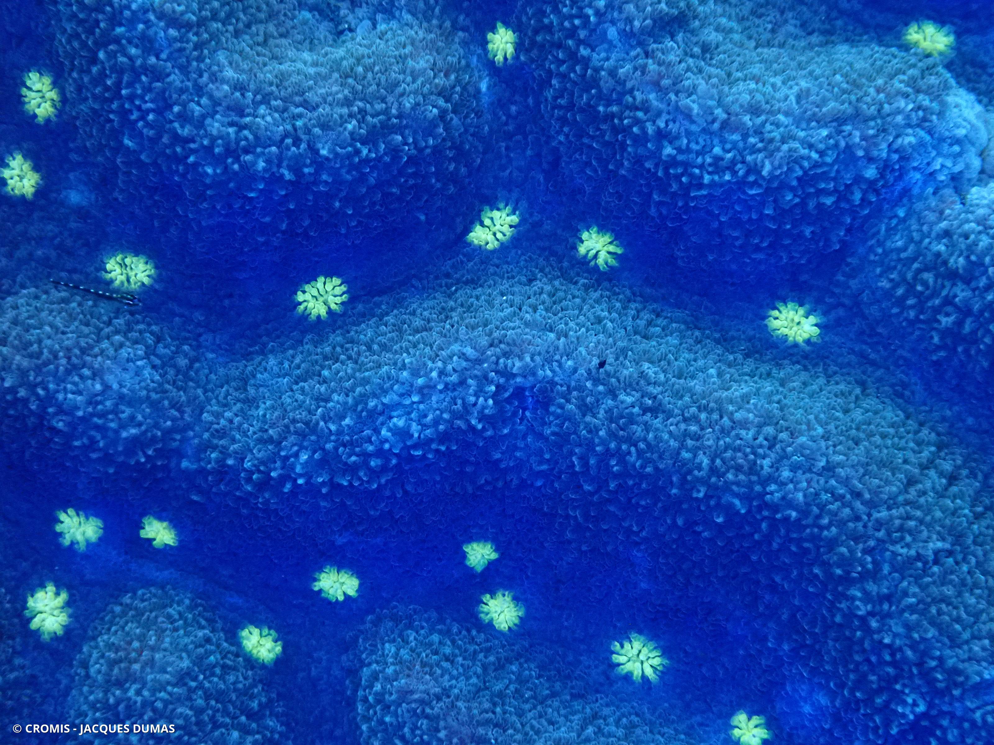 Lobophyllia agaricia