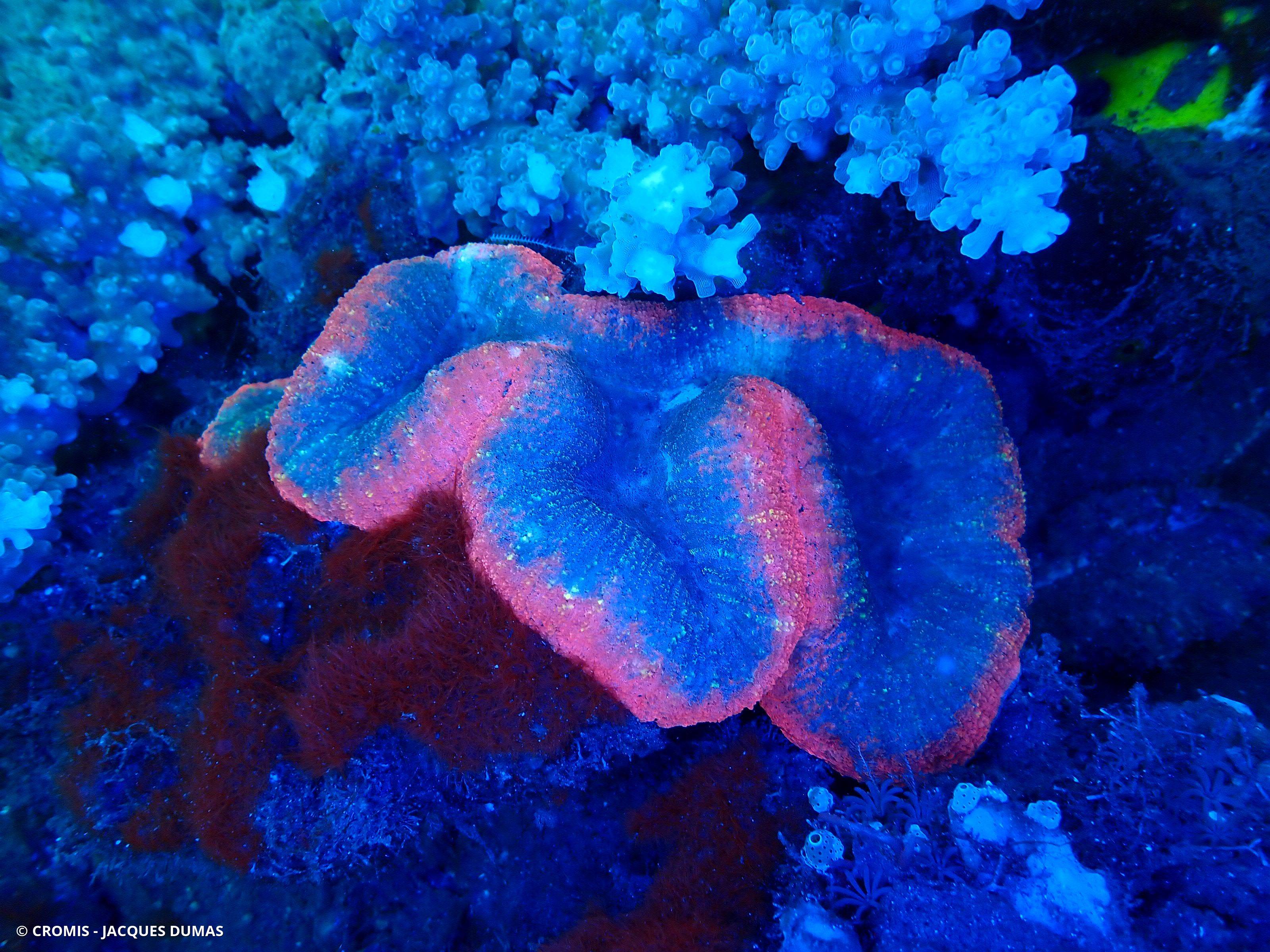 Trachyphyllia