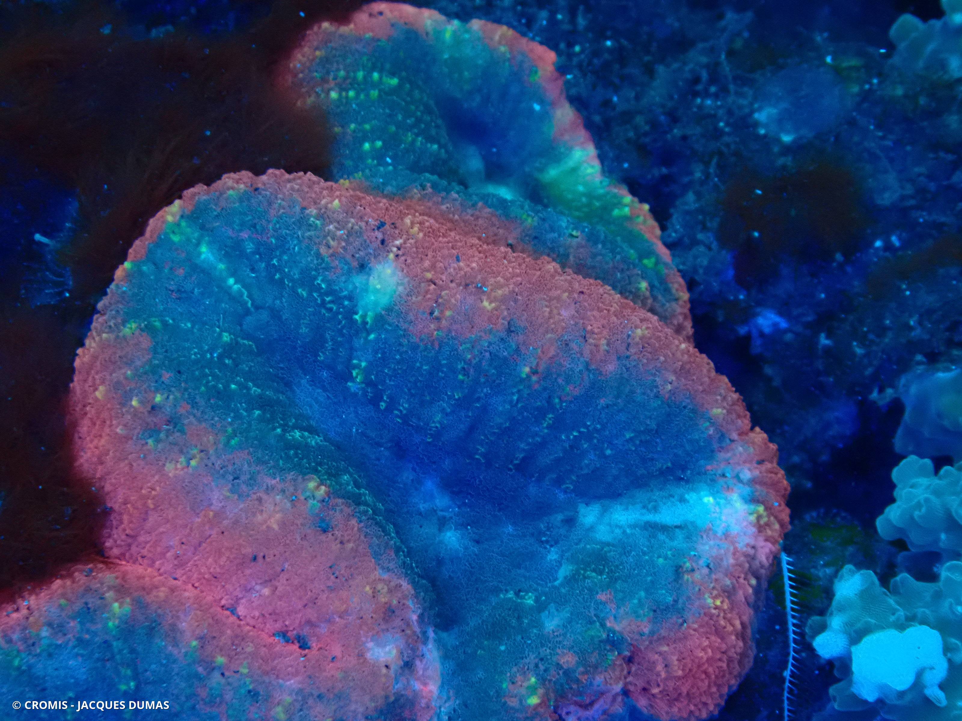Trachyphyllia