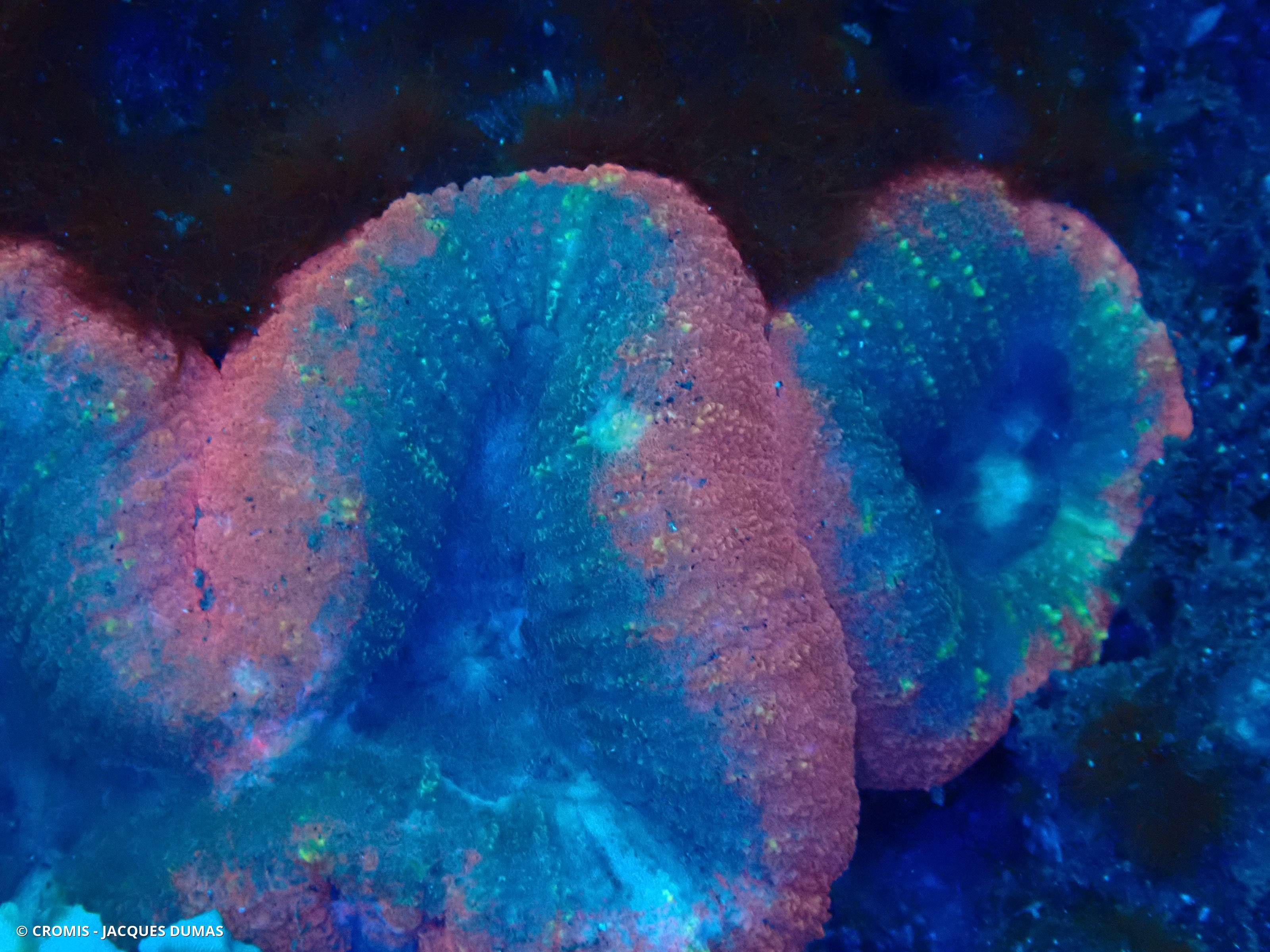 Trachyphyllia