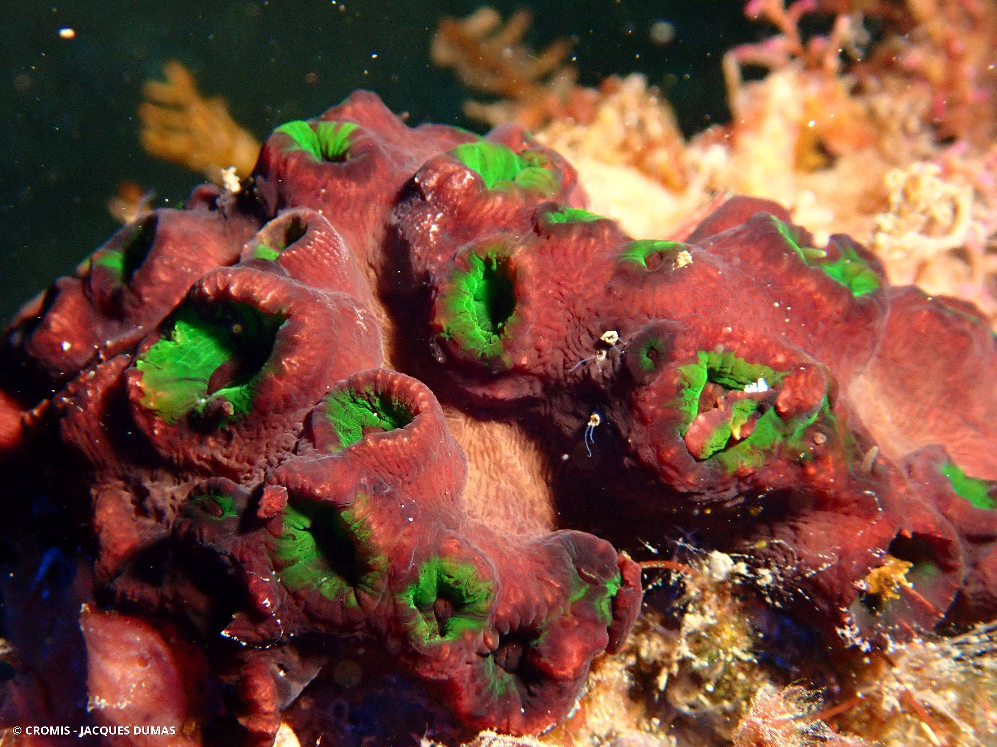 Corail nid d'abeilles