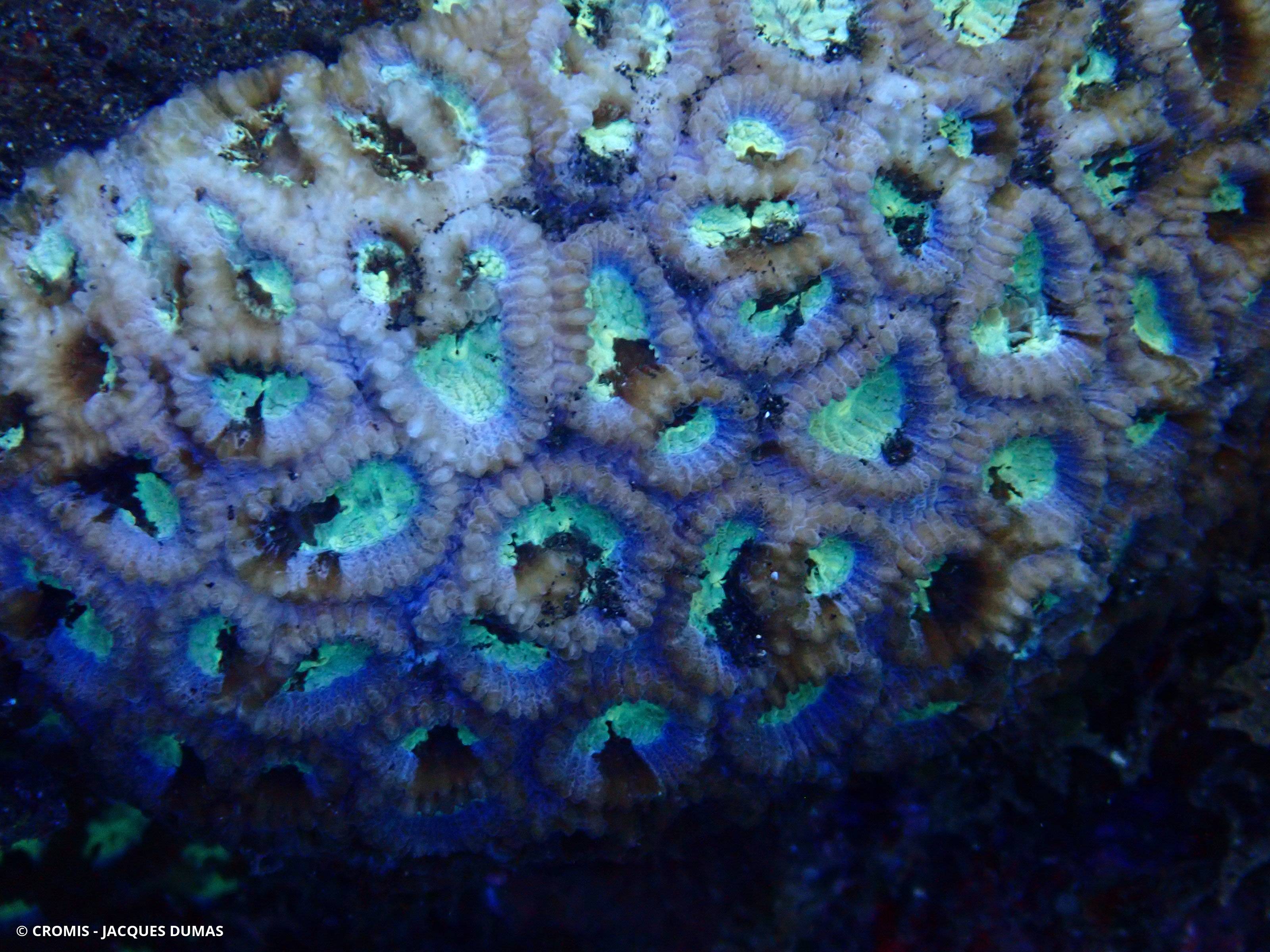 Corail nid d'abeilles