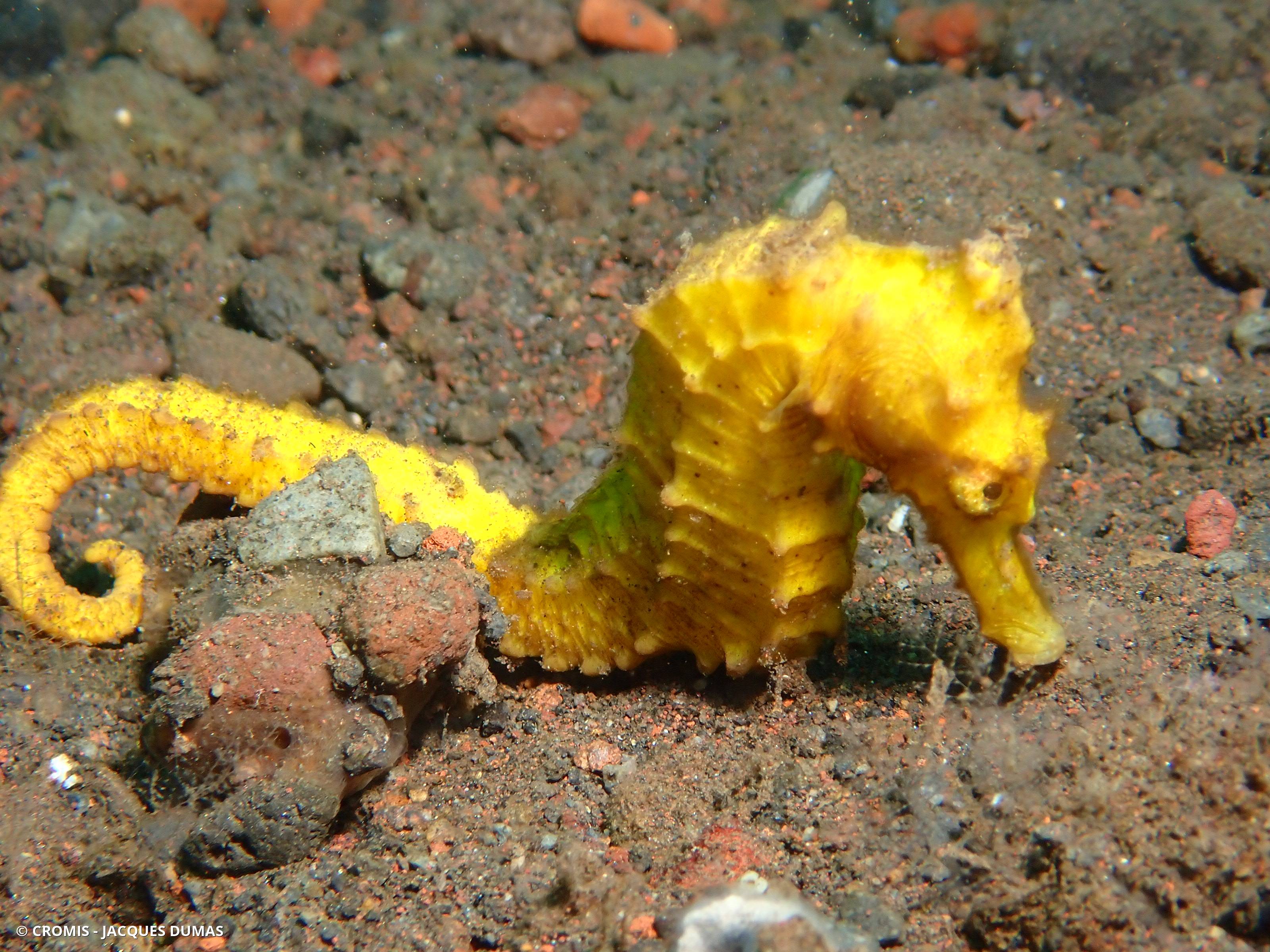 Hippocampe hérissé