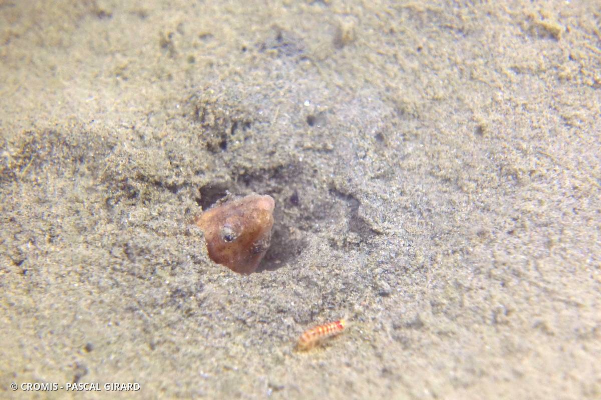 Serpenton imberbe