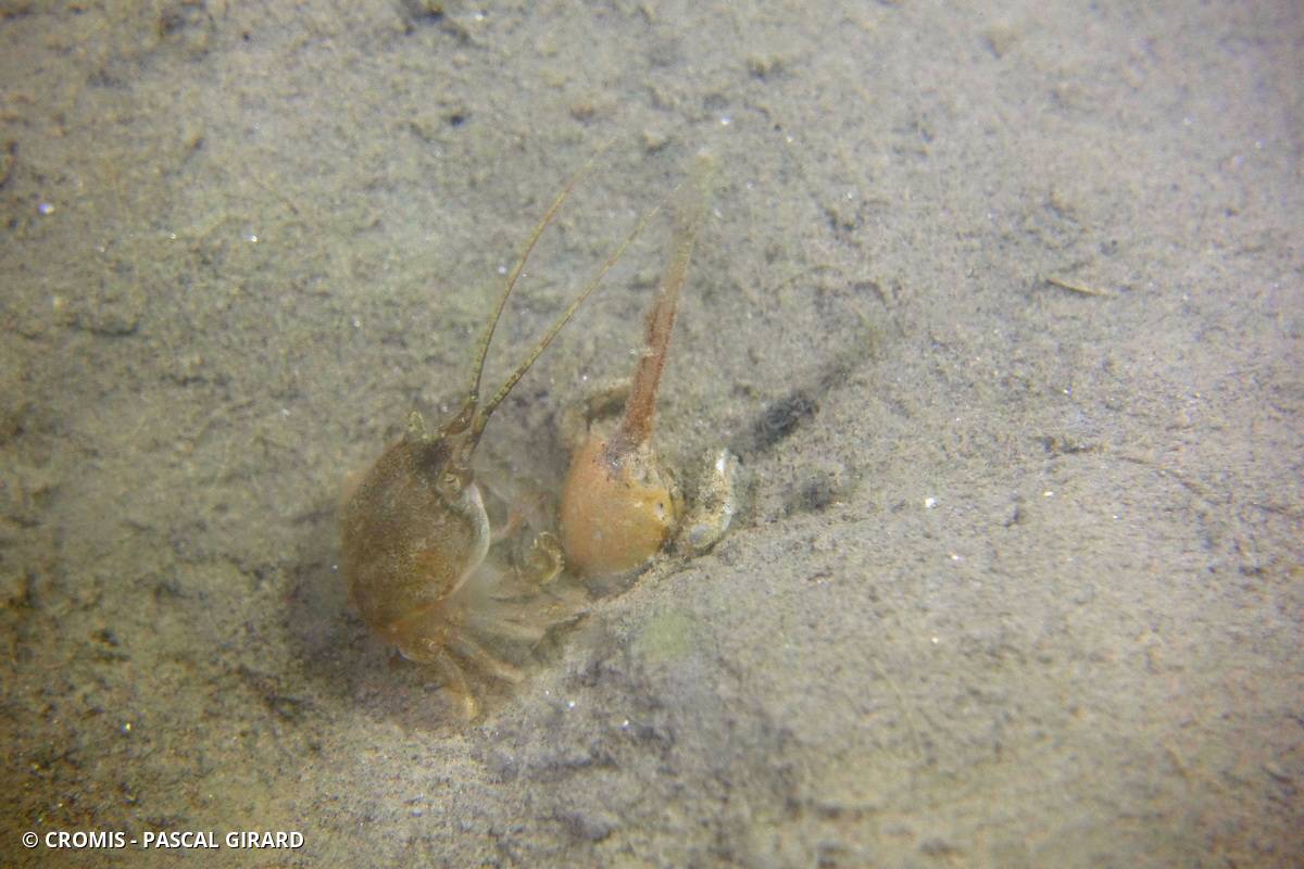 Crabe masqué