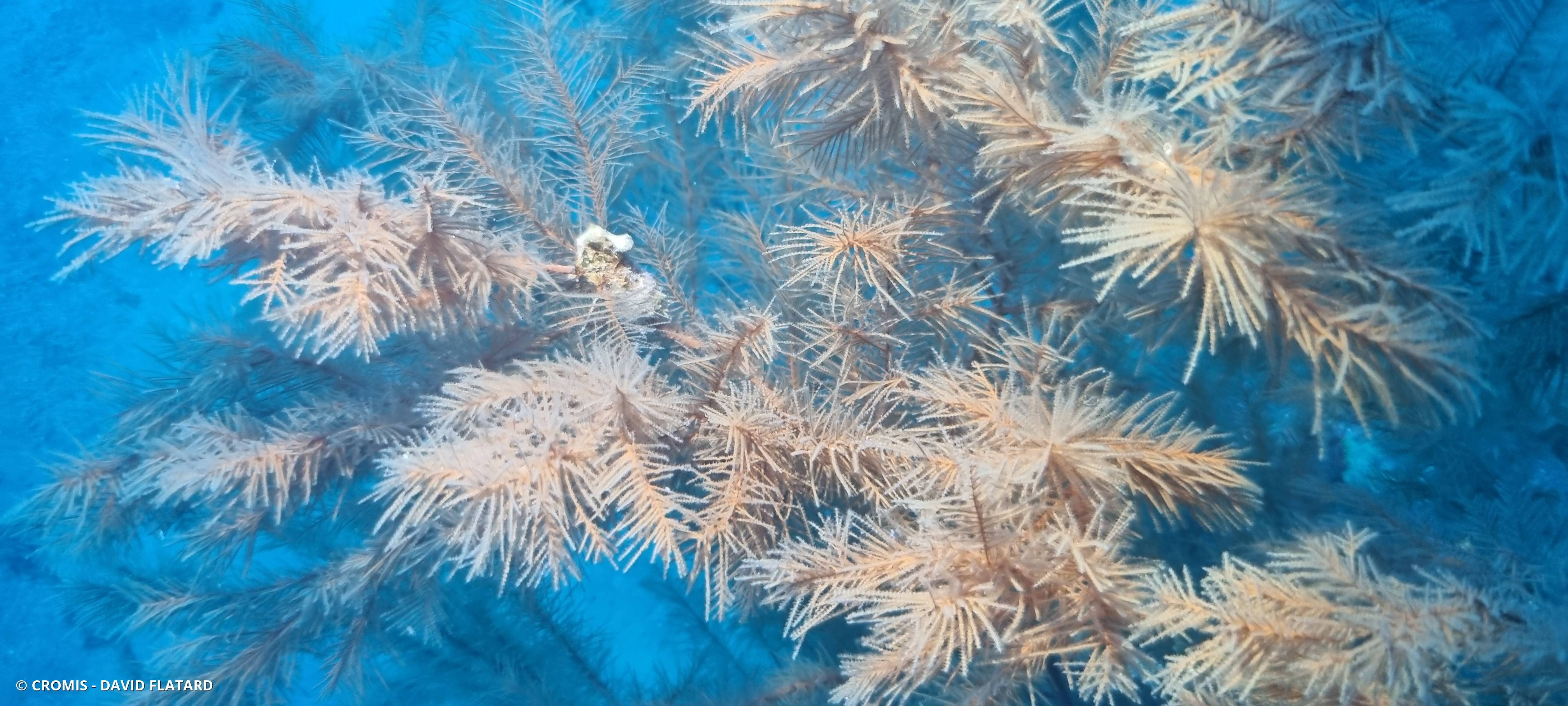 Corail noir canarien