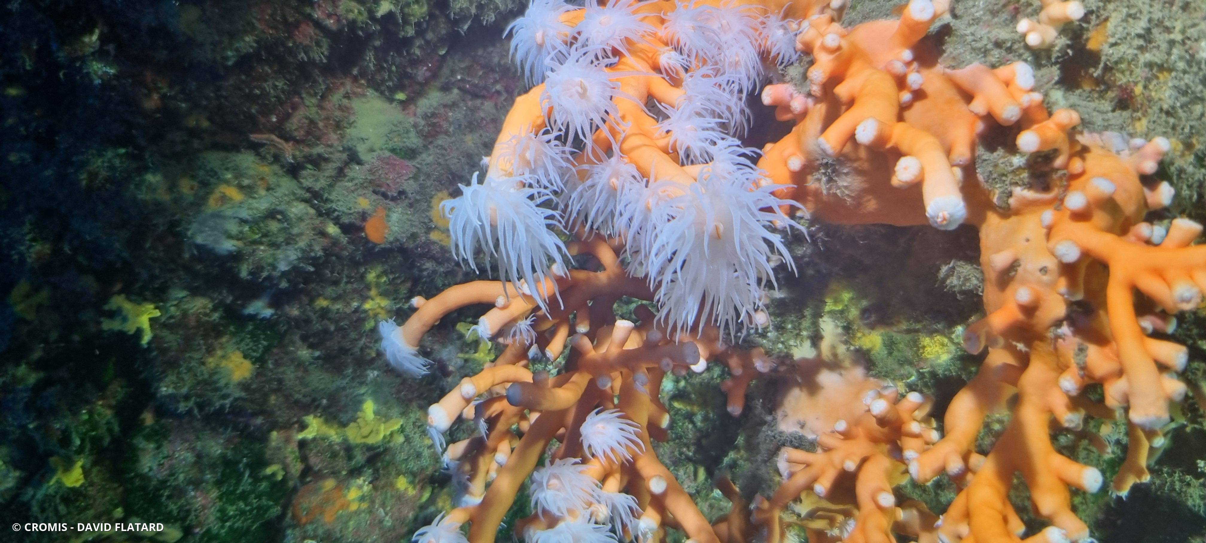 Corail arborescent orange