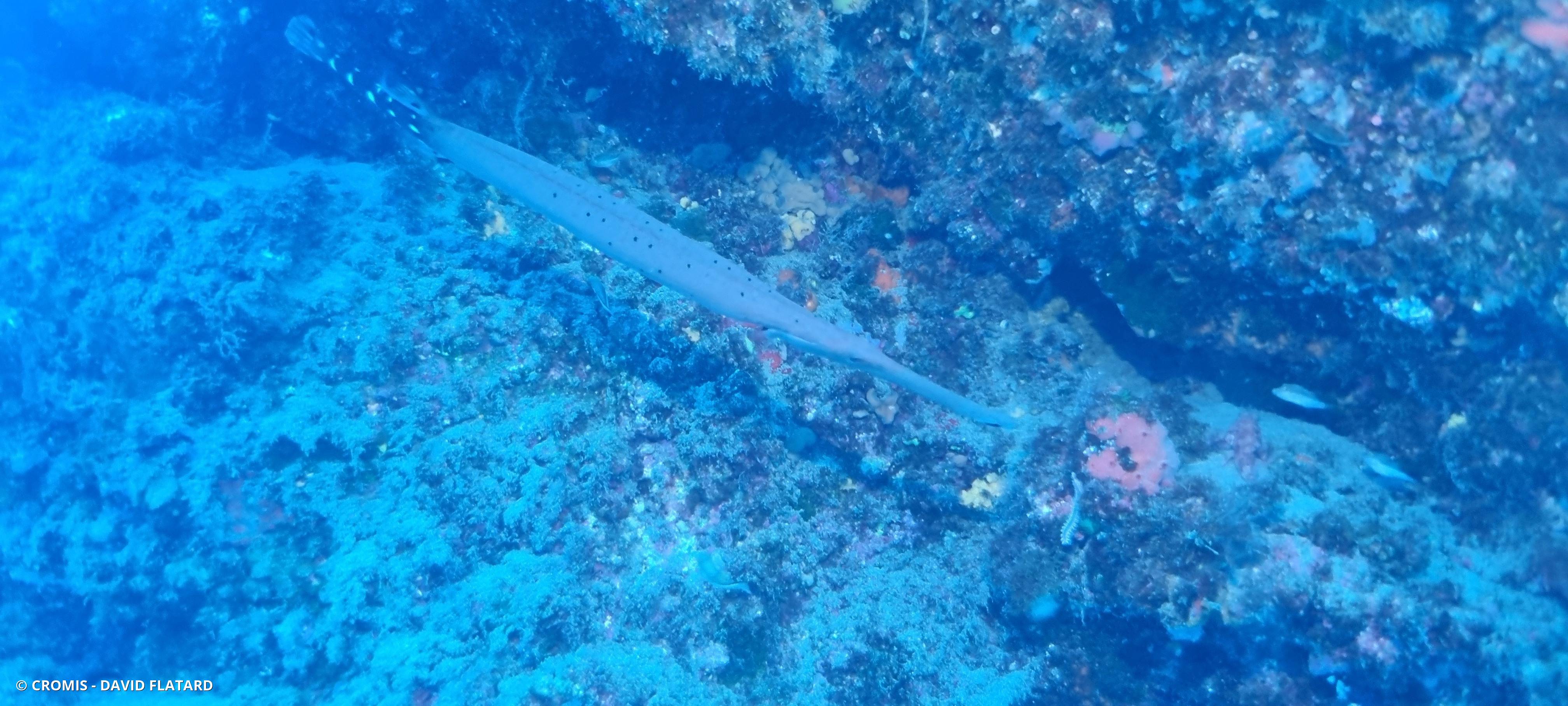 Poisson-trompette atlantique