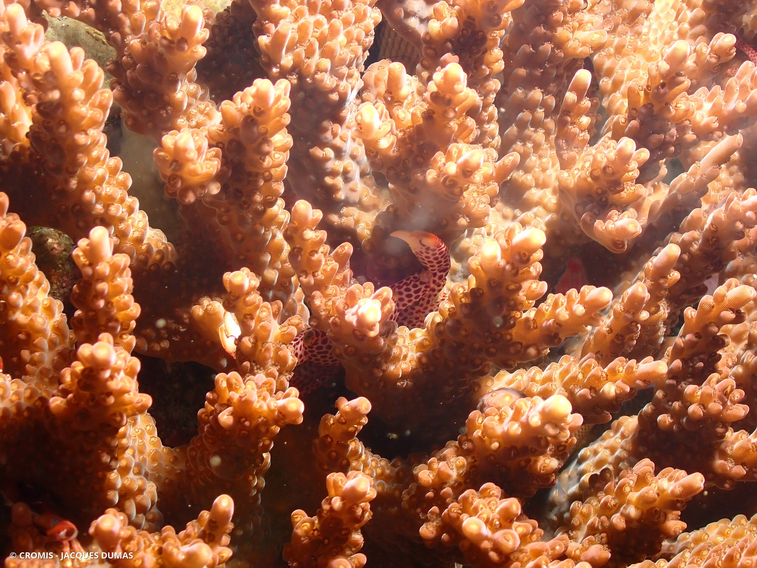 Crabe corallicole à pois rouges