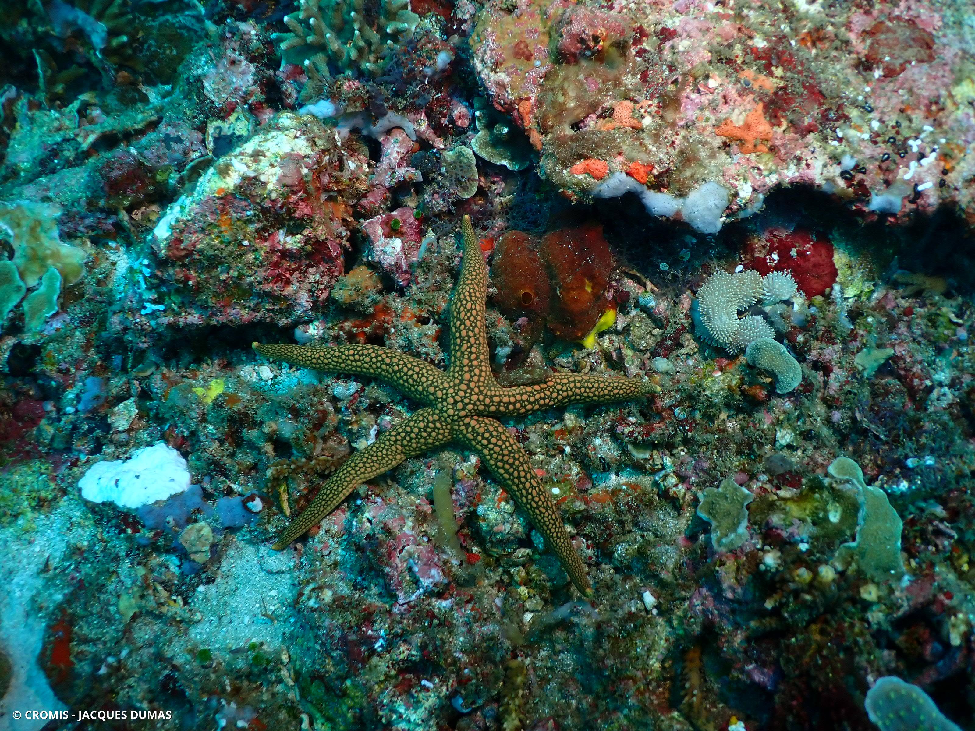 Etoile de mer réticulée
