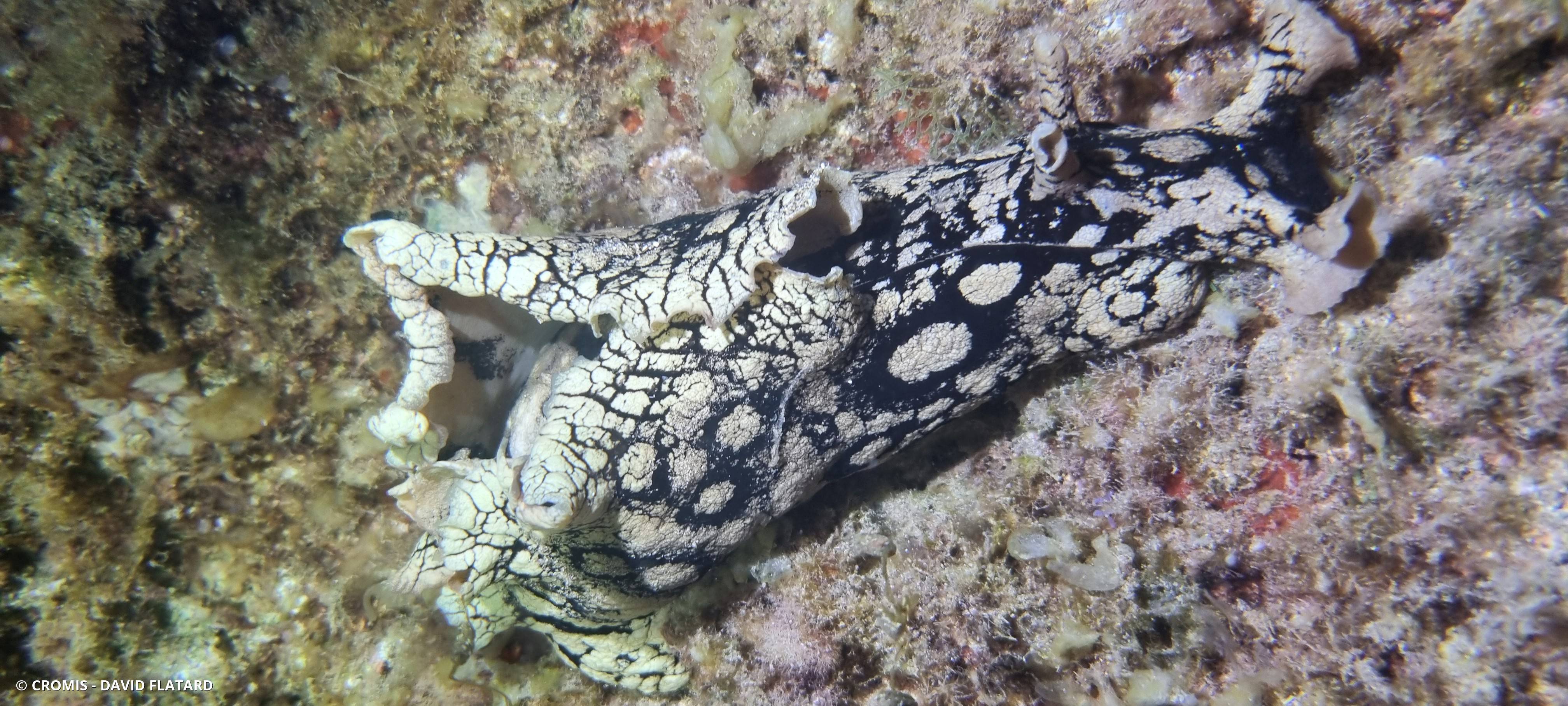 Lièvre de mer ocellé