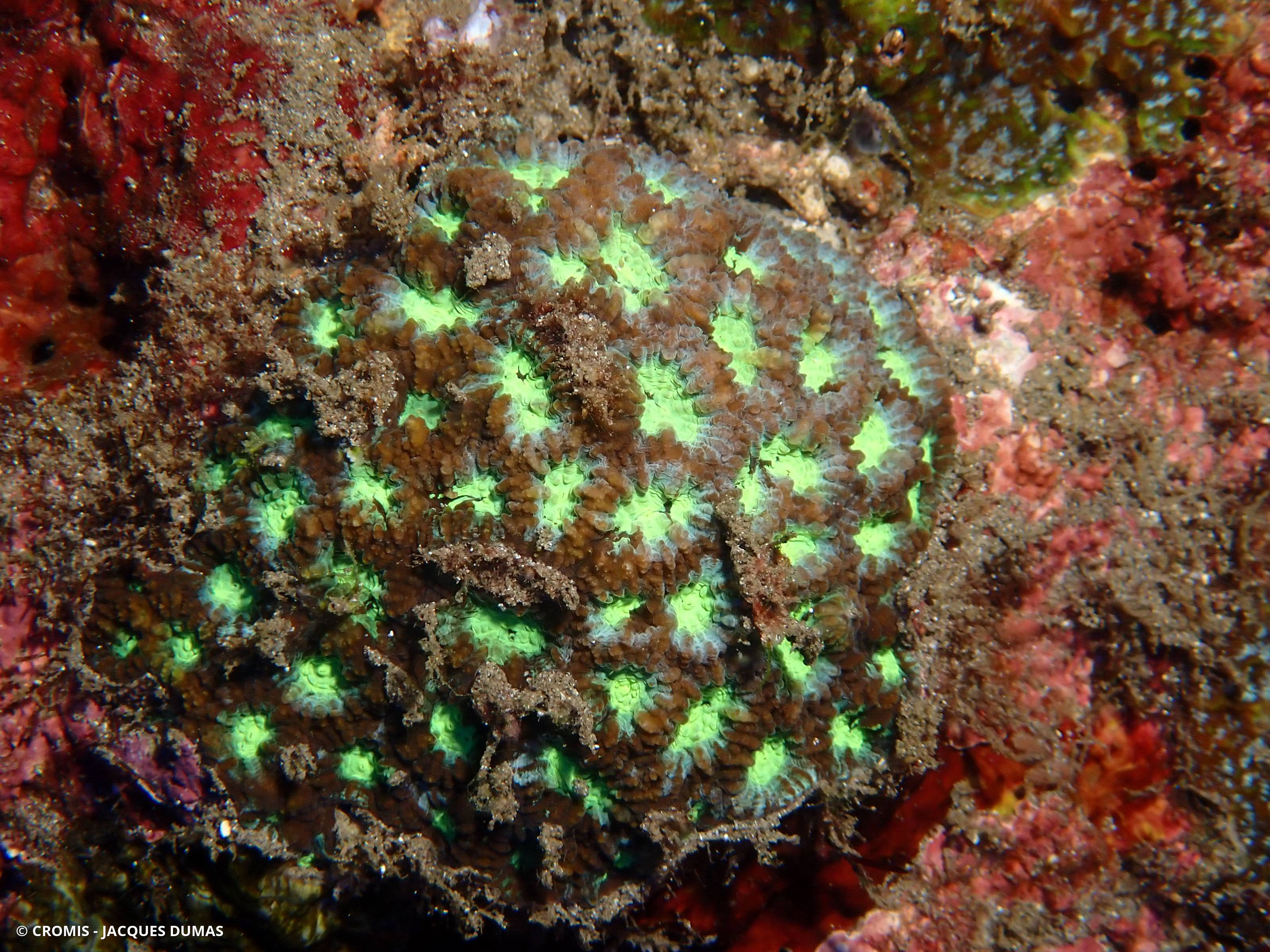 Corail rayonnant