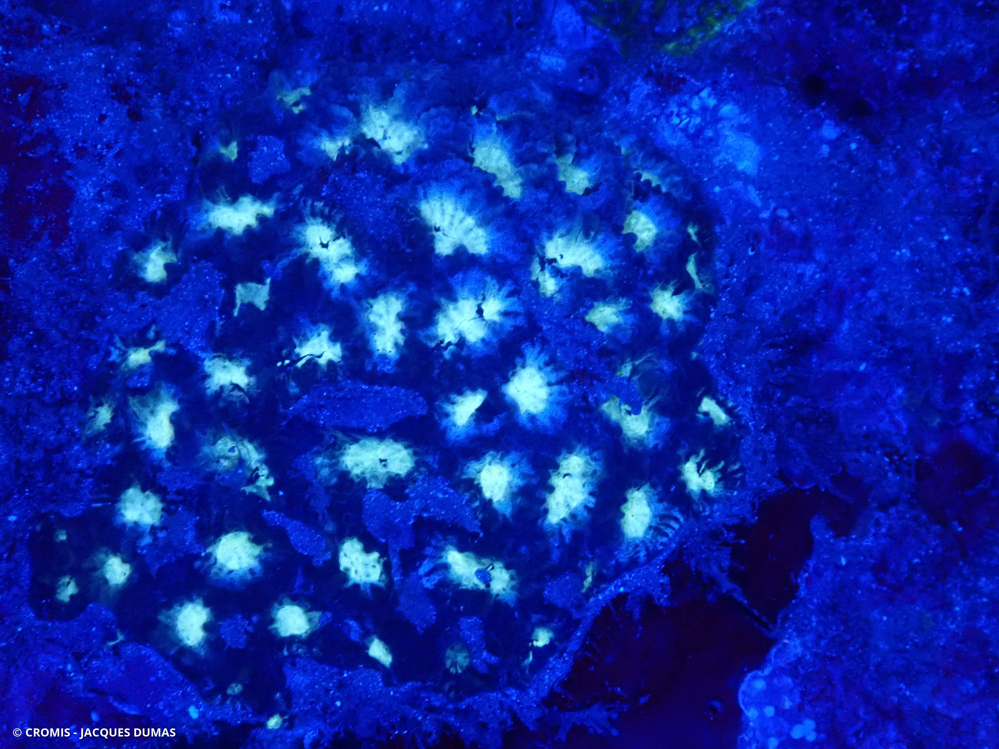 Corail rayonnant