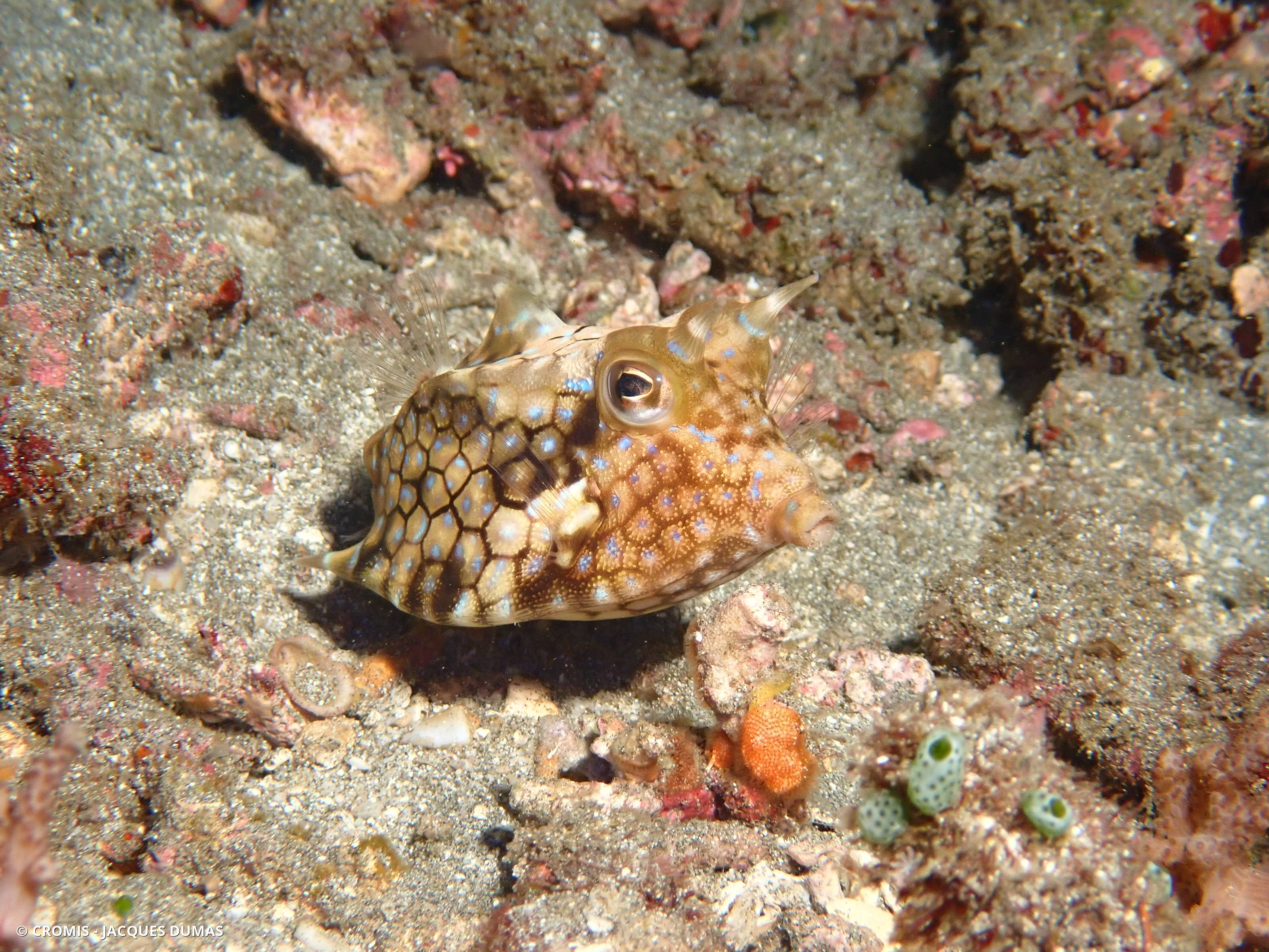 Poisson-vache à épine dorsale