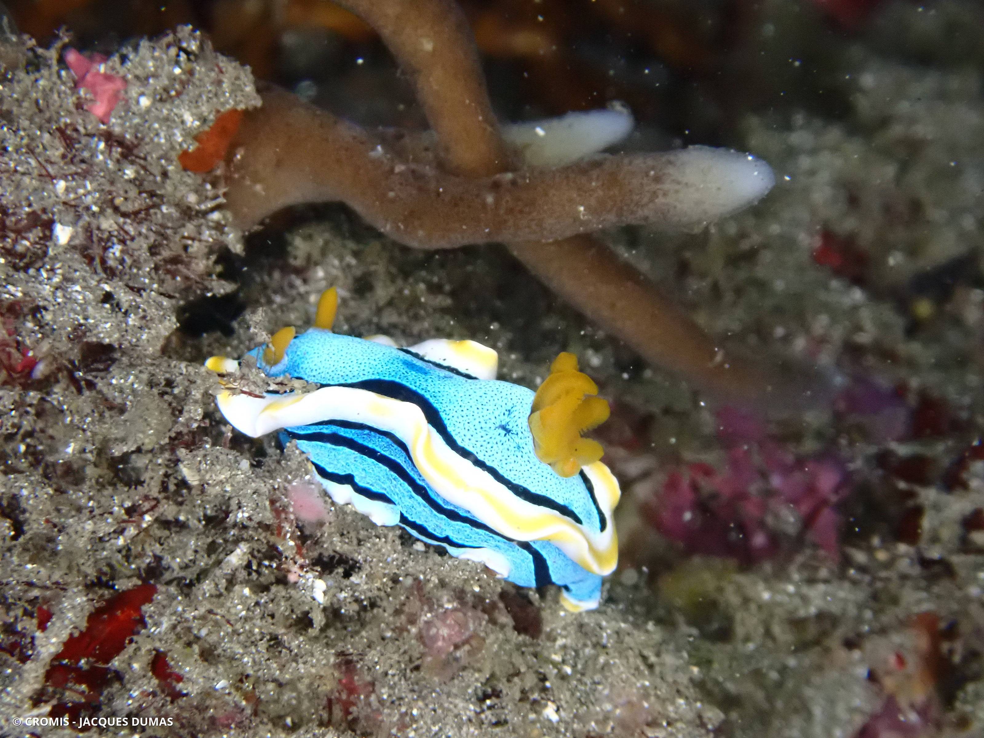 Chromodoris d'Anne