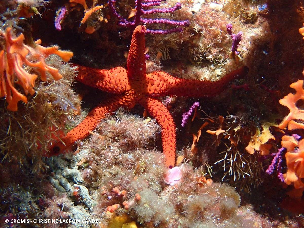 Etoile de mer rouge