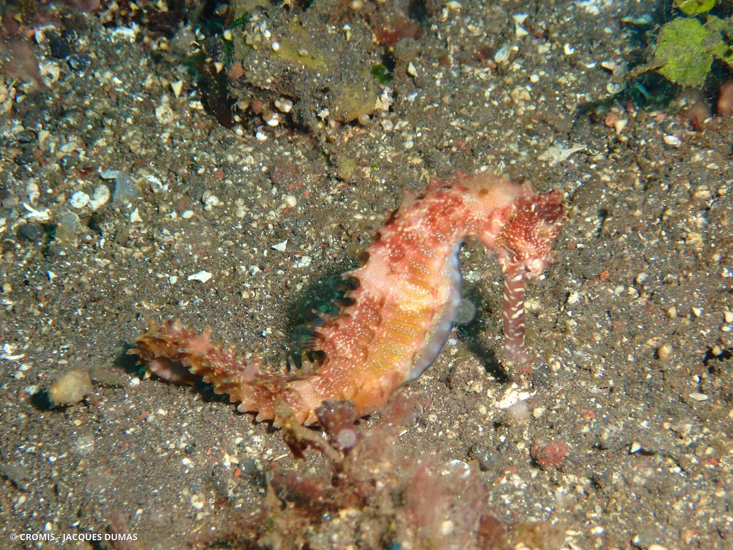 Hippocampe hérissé