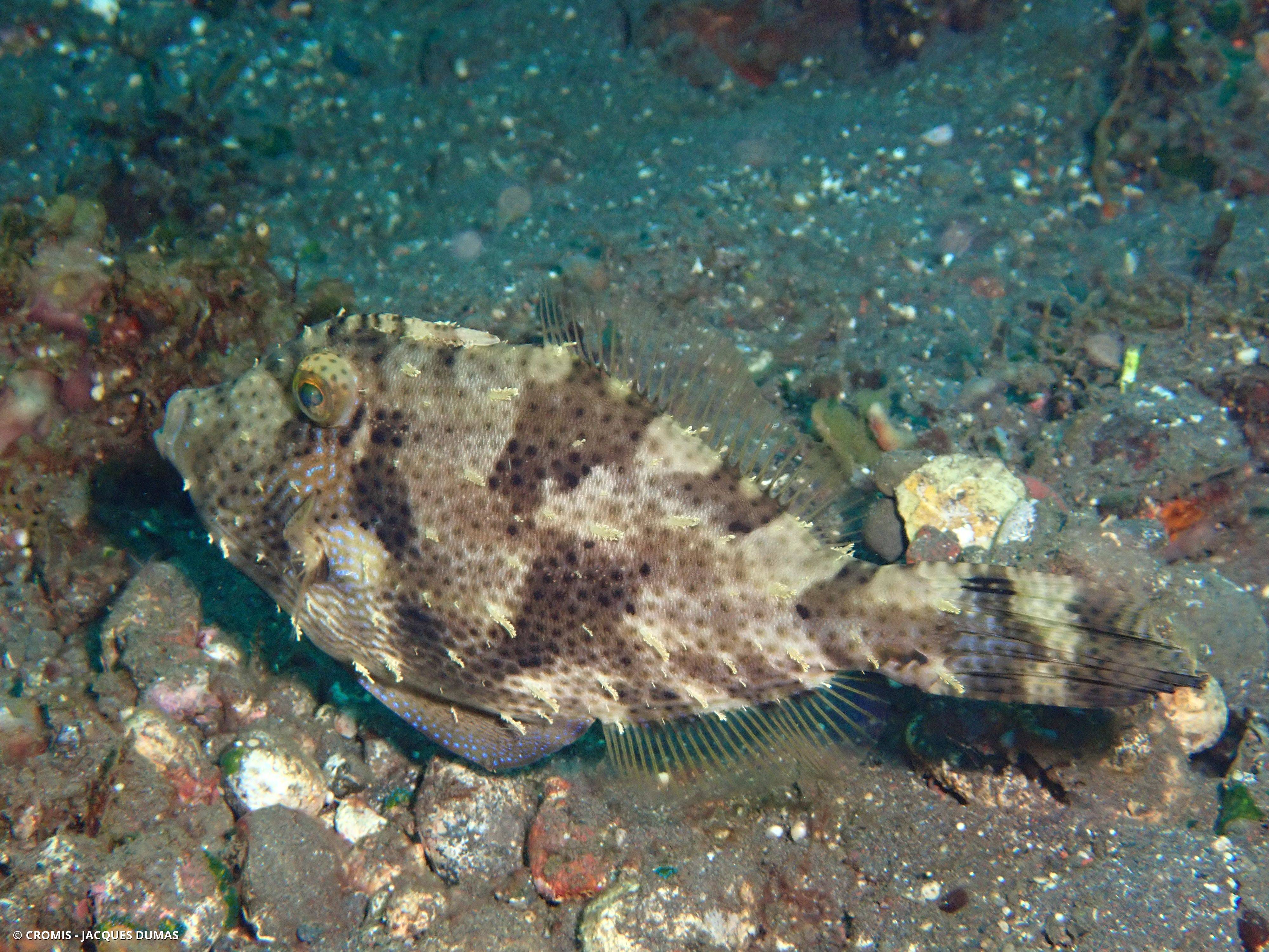 Poisson-lime panthère