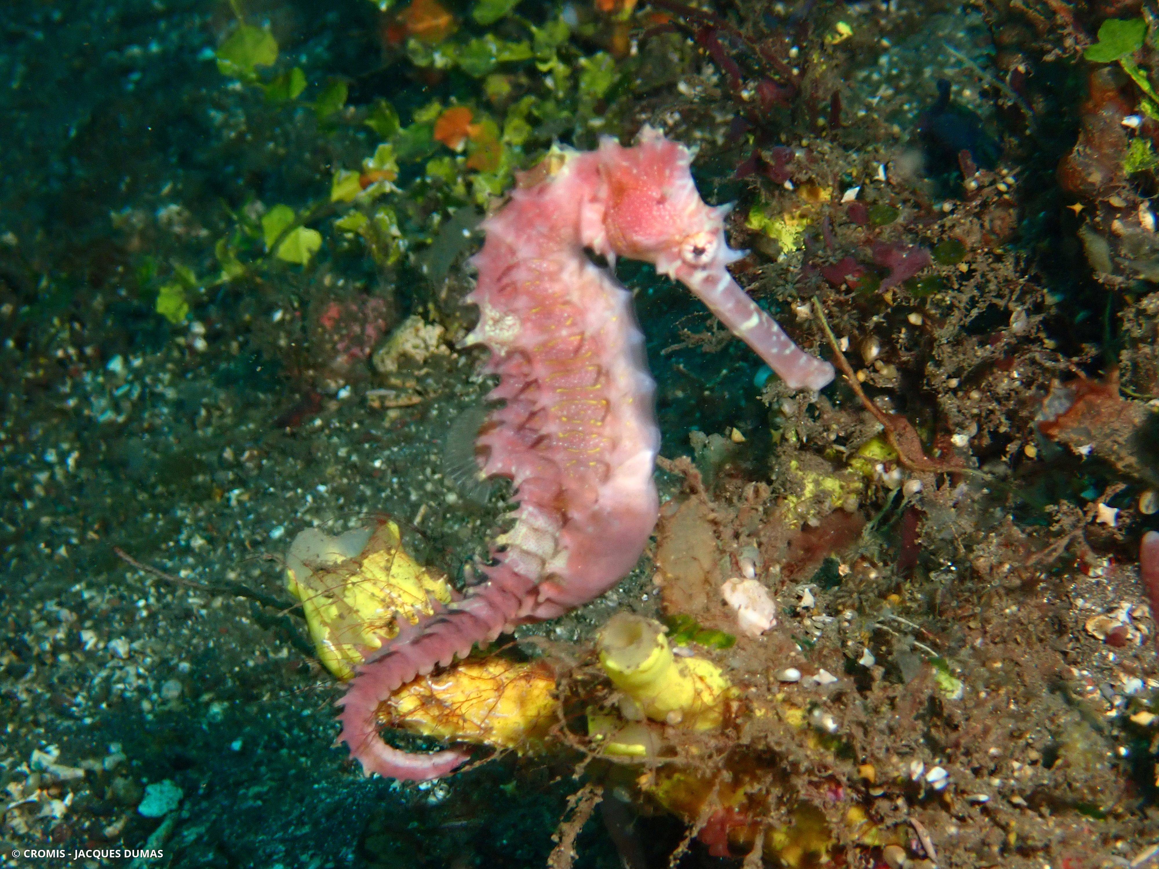 Hippocampe hérissé