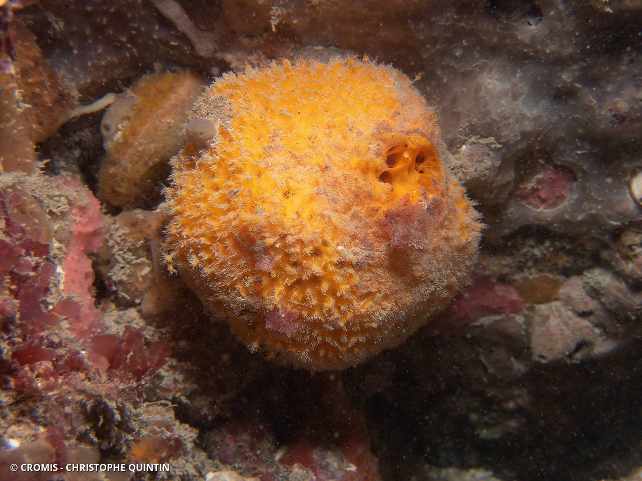 Orange de mer de Manche Atlantique